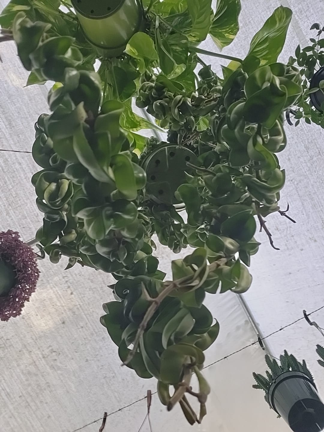 6 inch pot Mother Plant- Hoya Compacta aka Hoya Hindu Rope in Hanging Pot Live Hoya Plant Air-Purifying Plant Compacta - Get one from the picture! 5 available - 🪴 Voelk Art & Plants Inc 🪴