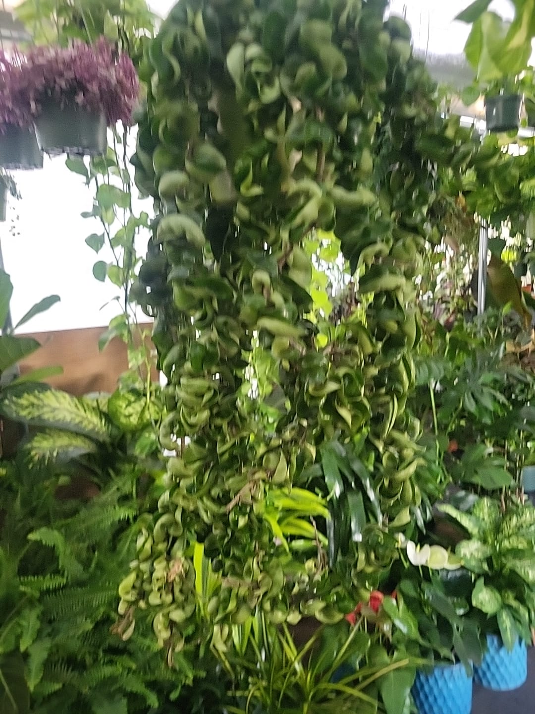 6 inch pot Mother Plant- Hoya Compacta aka Hoya Hindu Rope in Hanging Pot Live Hoya Plant Air-Purifying Plant Compacta - Get one from the picture! 5 available - 🪴 Voelk Art & Plants Inc 🪴
