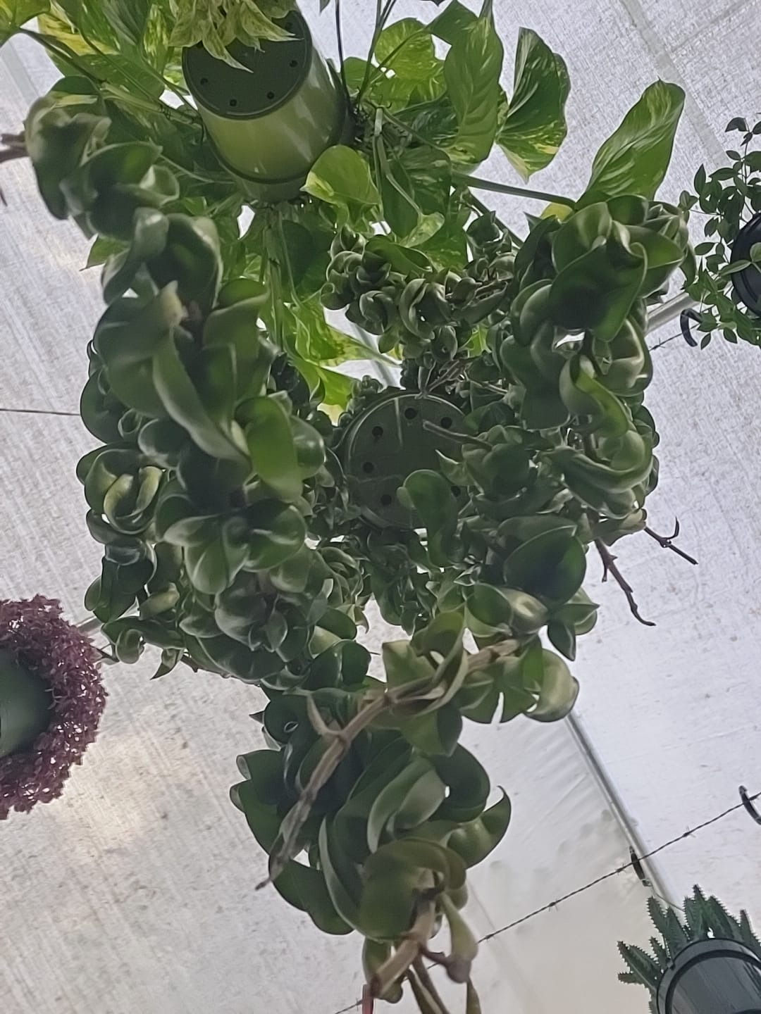 6 inch pot Mother Plant- Hoya Compacta aka Hoya Hindu Rope in Hanging Pot Live Hoya Plant Air-Purifying Plant Compacta - Get one from the picture! 5 available - 🪴 Voelk Art & Plants Inc 🪴