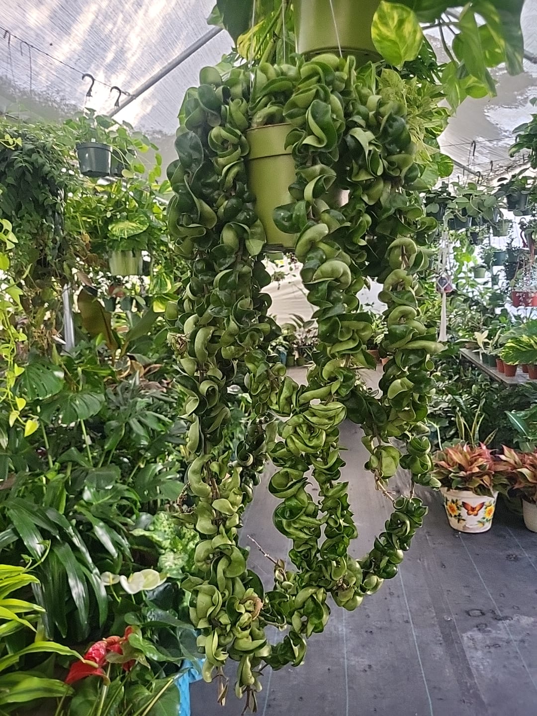 6 inch pot Mother Plant- Hoya Compacta aka Hoya Hindu Rope in Hanging Pot Live Hoya Plant Air-Purifying Plant Compacta - Get one from the picture! 5 available - 🪴 Voelk Art & Plants Inc 🪴