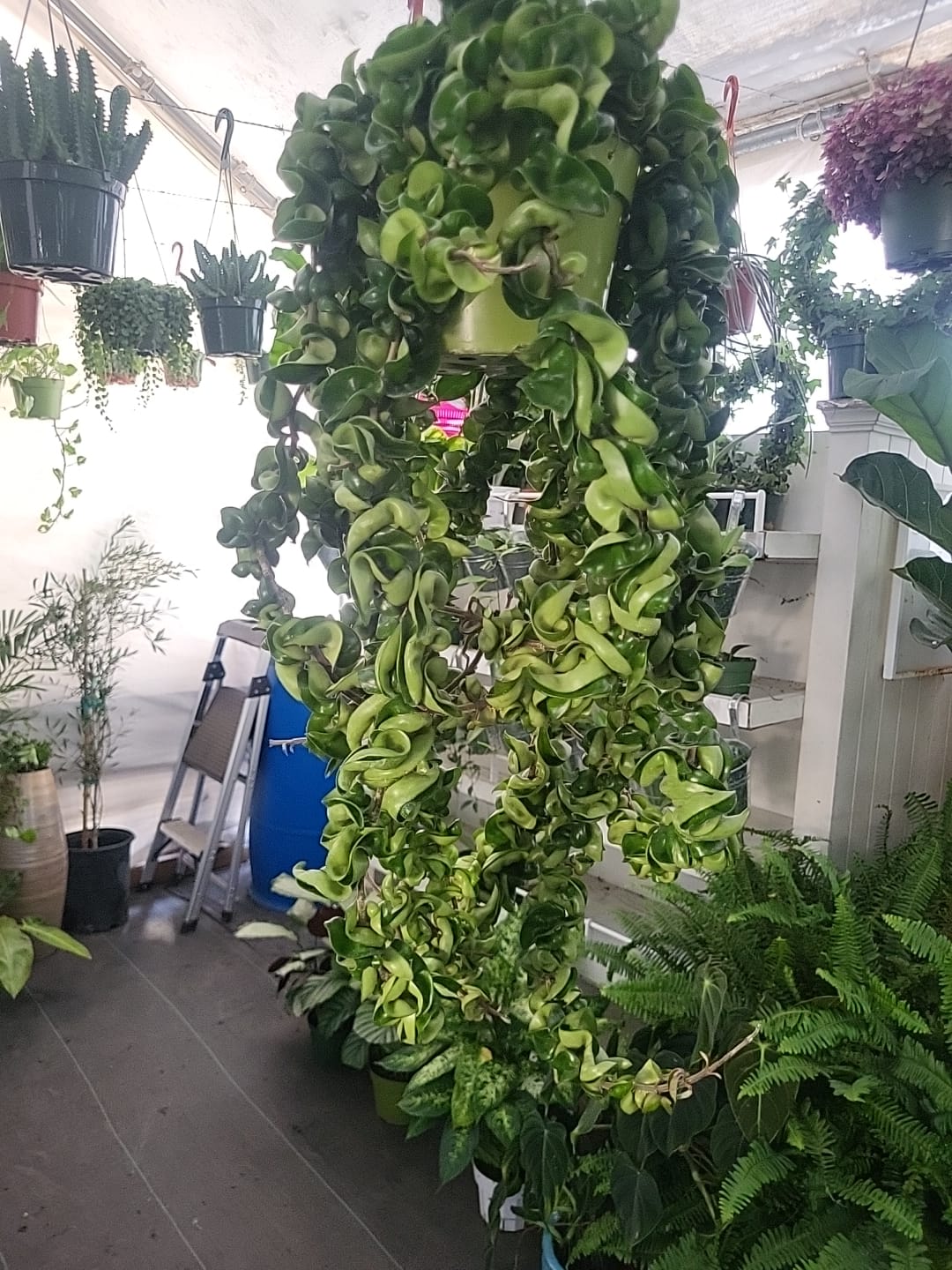 6 inch pot Mother Plant- Hoya Compacta aka Hoya Hindu Rope in Hanging Pot Live Hoya Plant Air-Purifying Plant Compacta - Get one from the picture! 5 available - 🪴 Voelk Art & Plants Inc 🪴