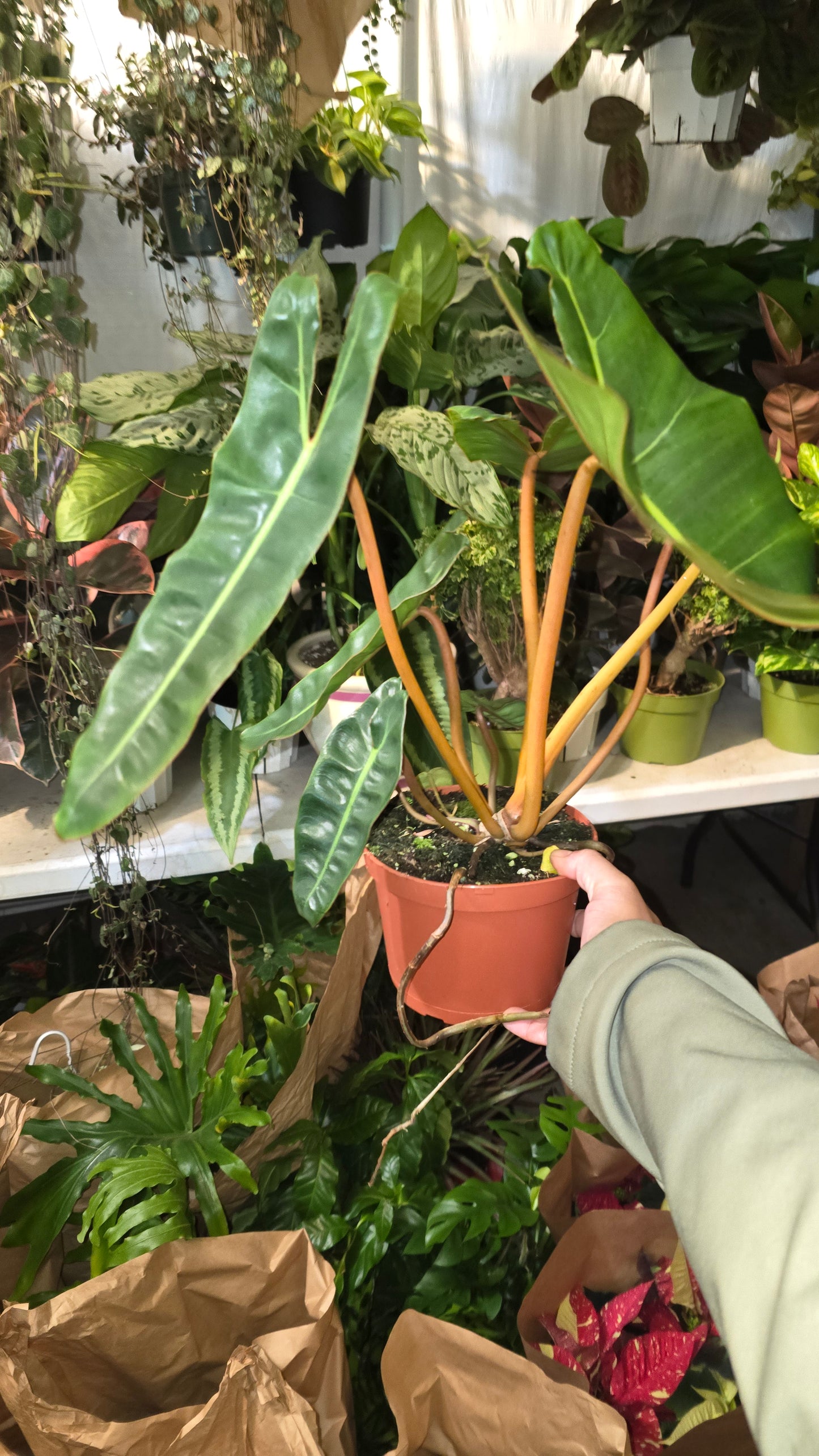6 Inch Pot - Philodendron Billietia Rare Plant- Get Similar - 🪴 Voelk Art & Plants Inc 🪴