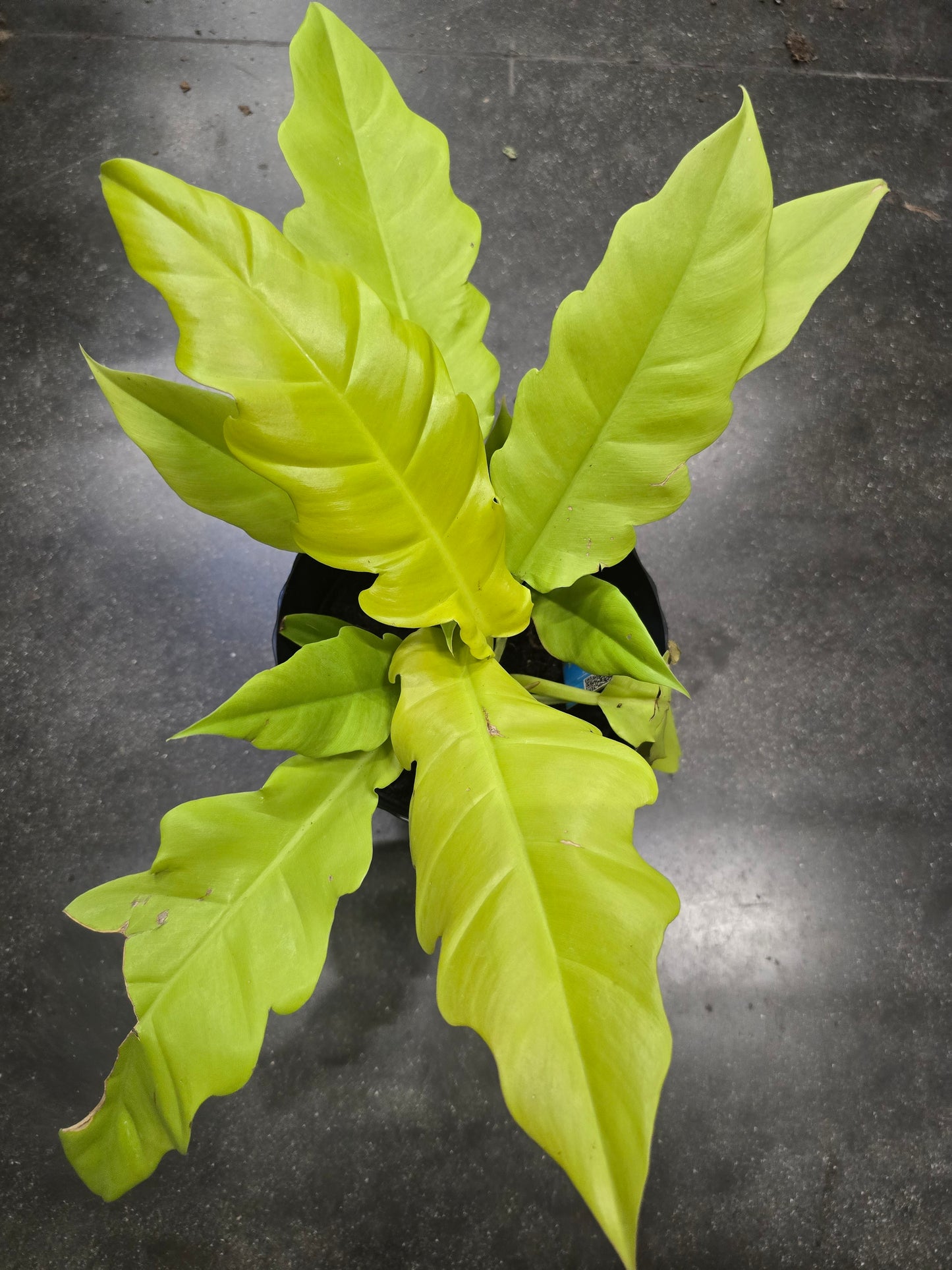 6 inch Pot- Philodendron 'Golden Crocodile' Beautiful Plant indoor outdoor- Get Similar - 🪴 Voelk Art & Plants Inc 🪴