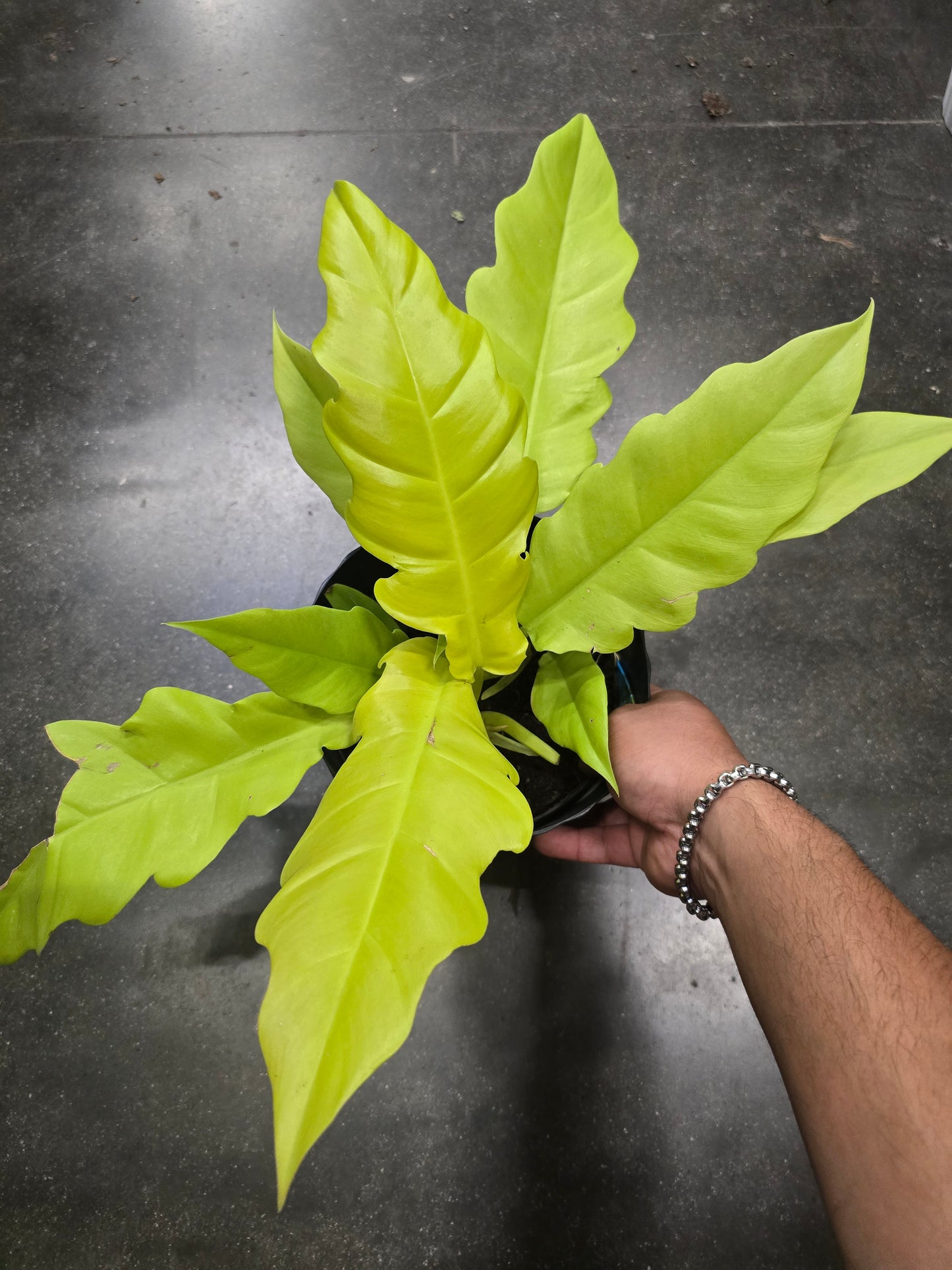 6 inch Pot- Philodendron 'Golden Crocodile' Beautiful Plant indoor outdoor- Get Similar - 🪴 Voelk Art & Plants Inc 🪴