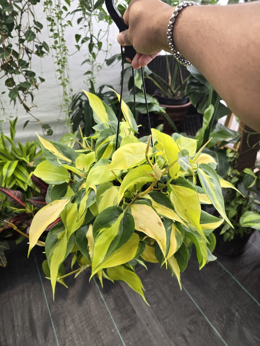6 inch Pot -Philodendron hederaceum Brasil, Rare Variety - Hanging pot- Get similar to the picture - 🪴 Voelk Art & Plants Inc 🪴
