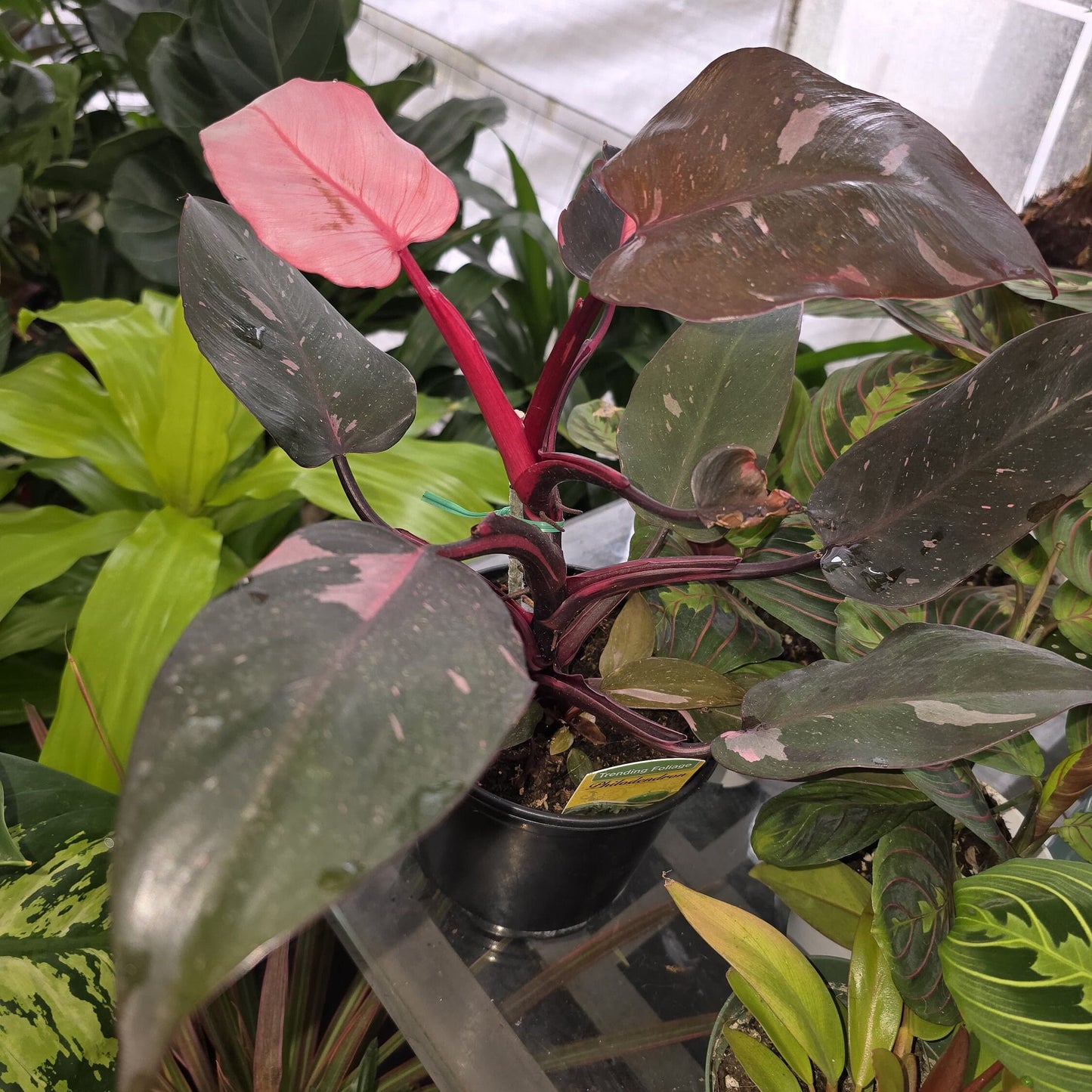 6 inch Pot - Pink Princess Philodendron Live Plant indoor - Get similar as picture! - 🪴 Voelk Art & Plants Inc 🪴