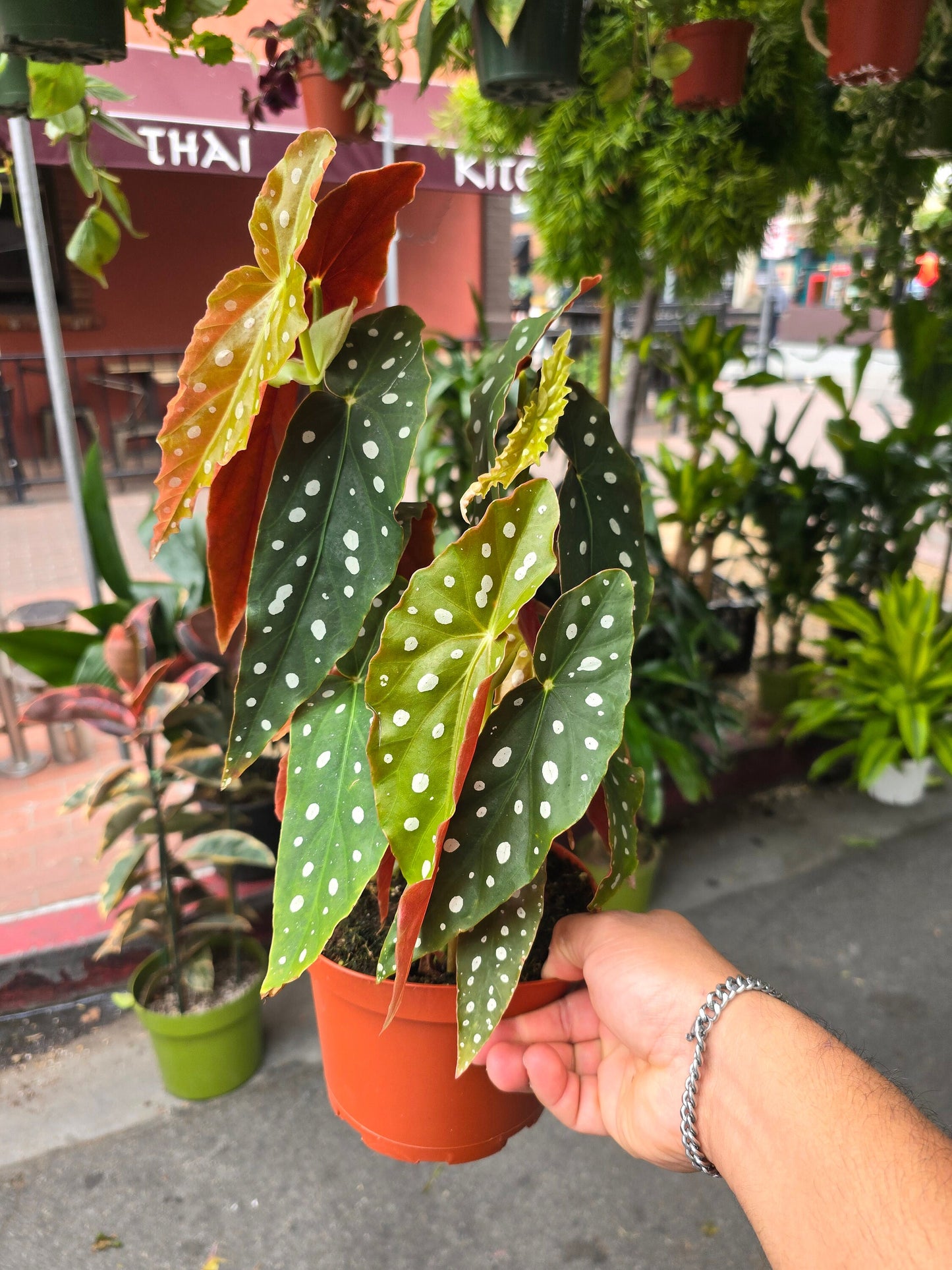 6 inch Pot- Polka Dot Begonia, Begonia Maculata Wightii 1-1.5 ft. Tall indoor plant Easy care- Get similar to picture - 🪴 Voelk Art & Plants Inc 🪴