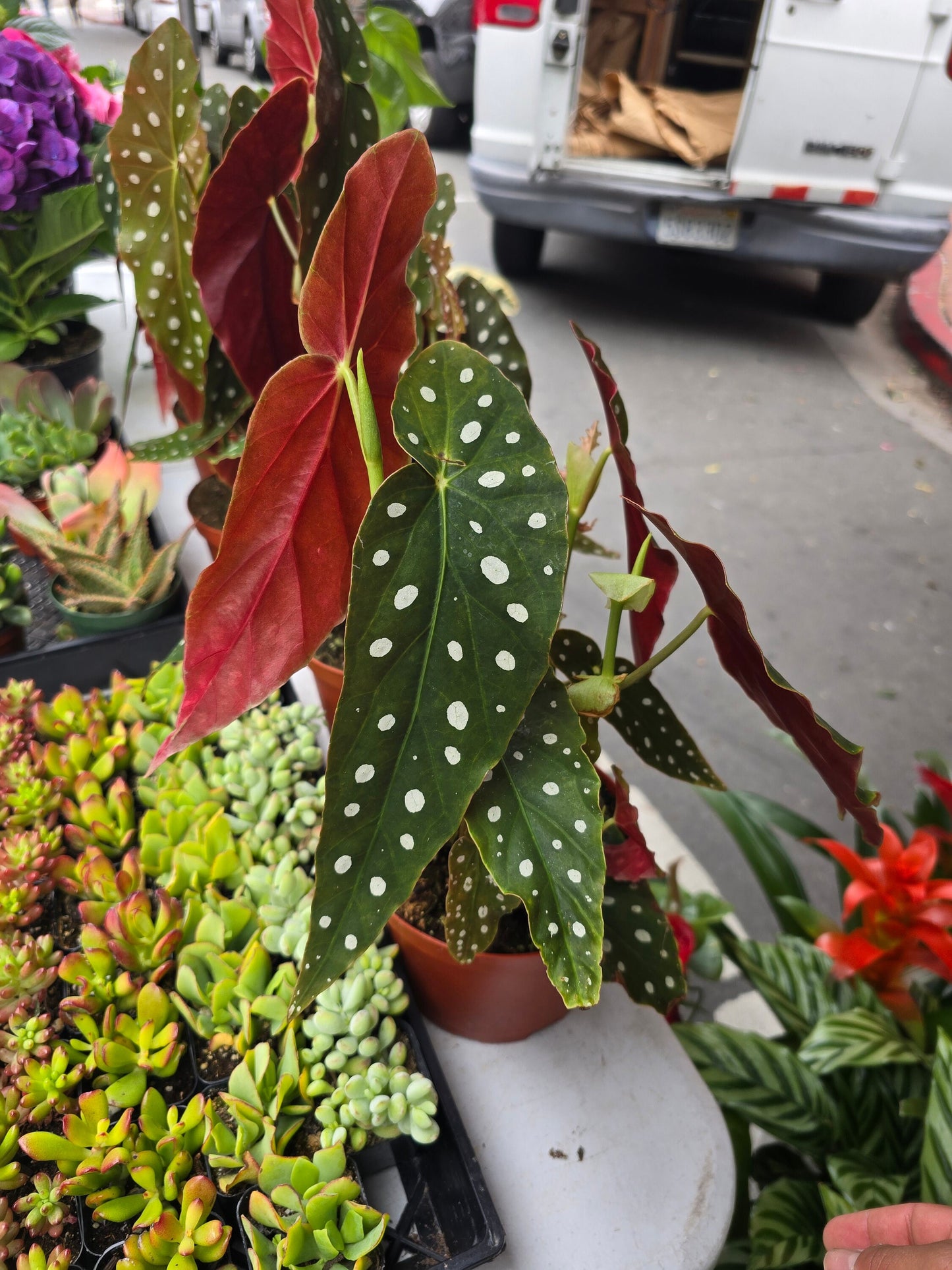 6 inch Pot- Polka Dot Begonia, Begonia Maculata Wightii 1-1.5 ft. Tall indoor plant Easy care- Get similar to picture - 🪴 Voelk Art & Plants Inc 🪴