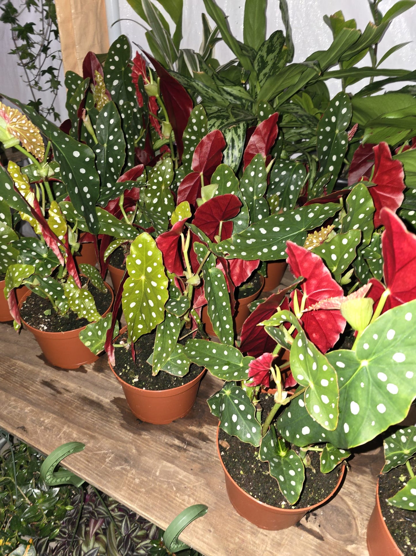 6 inch Pot- Polka Dot Begonia, Begonia Maculata Wightii 1-1.5 ft. Tall indoor plant Easy care- Get similar to picture - 🪴 Voelk Art & Plants Inc 🪴