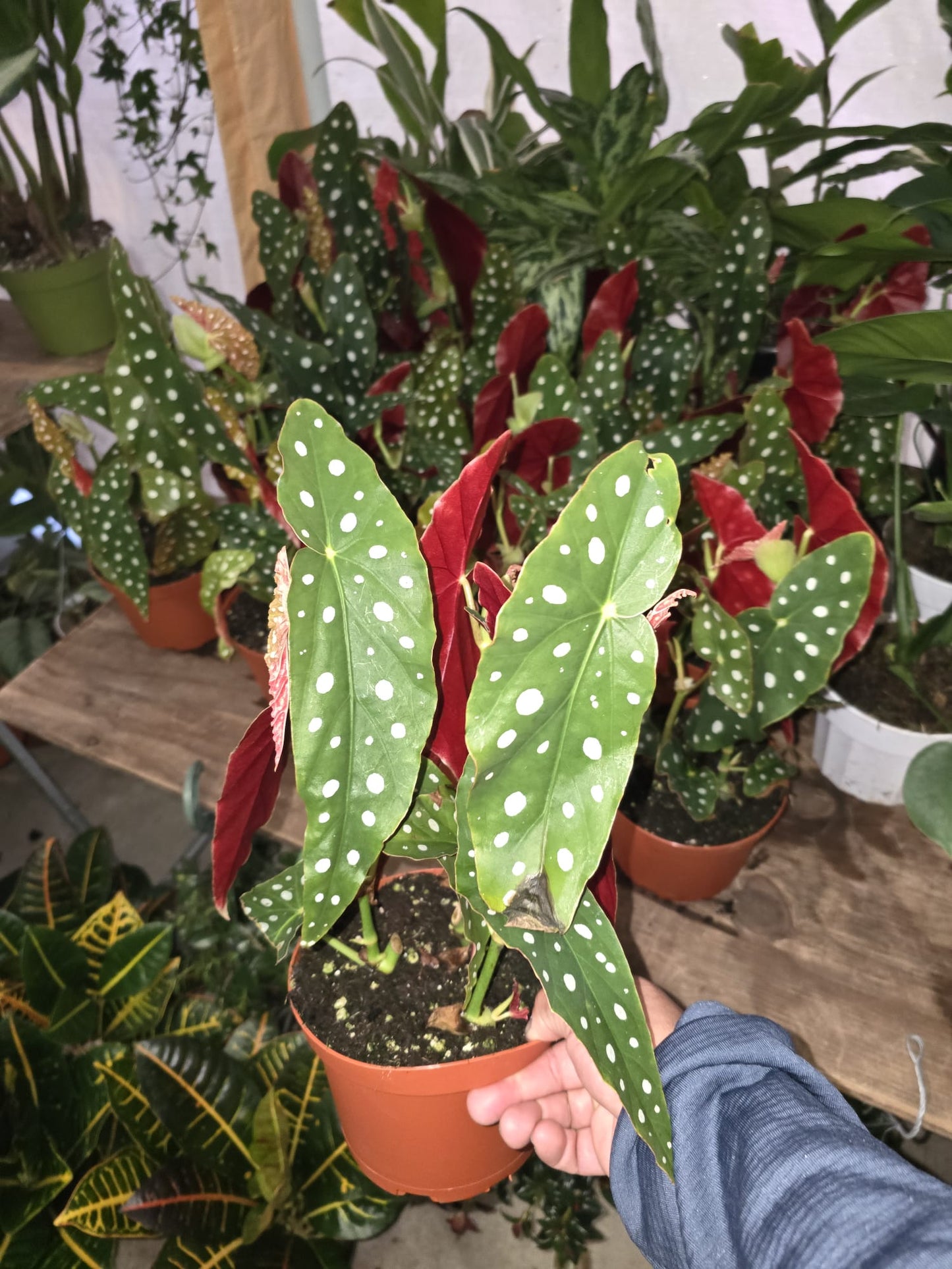 6 inch Pot- Polka Dot Begonia, Begonia Maculata Wightii 1-1.5 ft. Tall indoor plant Easy care- Get similar to picture - 🪴 Voelk Art & Plants Inc 🪴