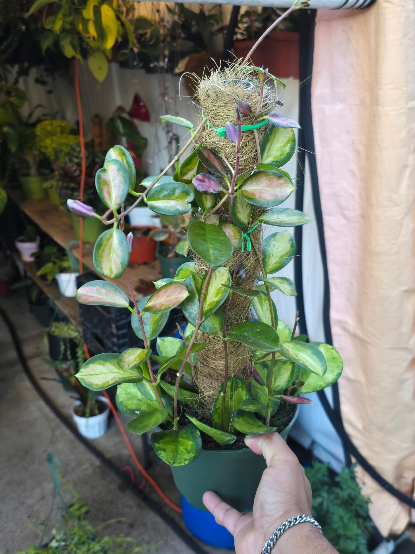 6 inch Pot- *Rare* Hoya Australis with moss pole- Get similar to the picture - 🪴 Voelk Art & Plants Inc 🪴