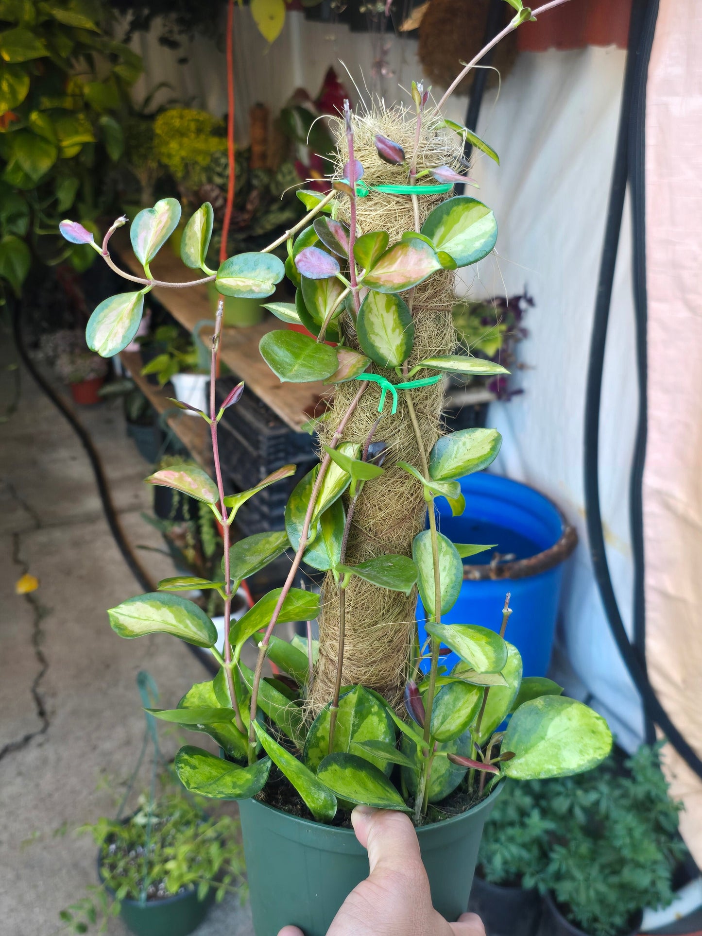 6 inch Pot- *Rare* Hoya Australis with moss pole- Get similar to the picture - 🪴 Voelk Art & Plants Inc 🪴