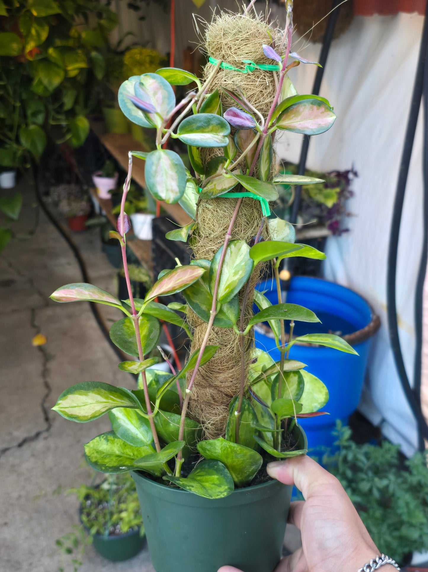 6 inch Pot- *Rare* Hoya Australis with moss pole- Get similar to the picture - 🪴 Voelk Art & Plants Inc 🪴