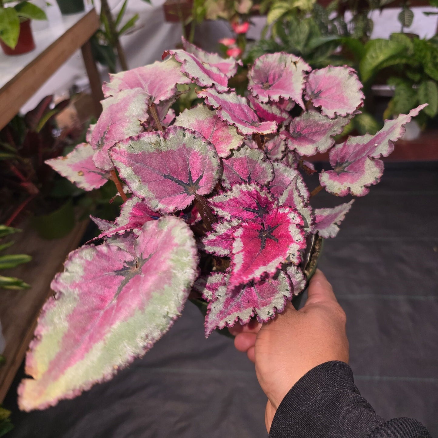 6 inch pot - Raspberry Beret, Begonia Rex, Painted-Leaf Winter Begonia, Unique Homegrown Exclusive, Variegated- Get similar to picture - 🪴 Voelk Art & Plants Inc 🪴