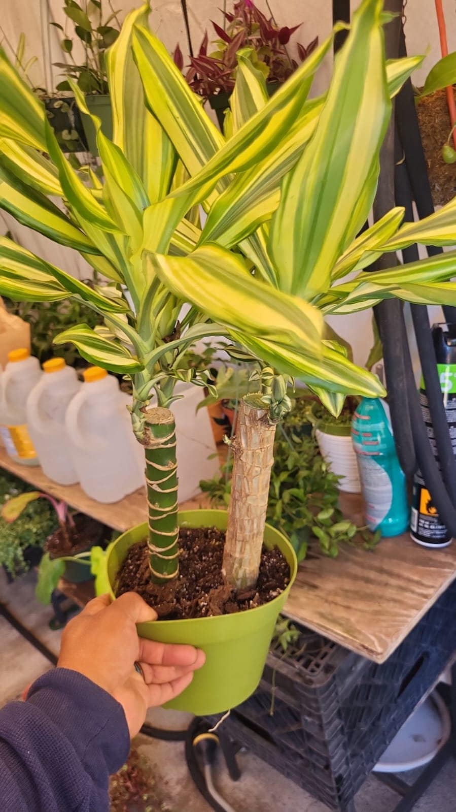 6 inch Pot - Sol Cane Dracaena- Easy to Grow House Plant - Get similar to the picture - 🪴 Voelk Art & Plants Inc 🪴