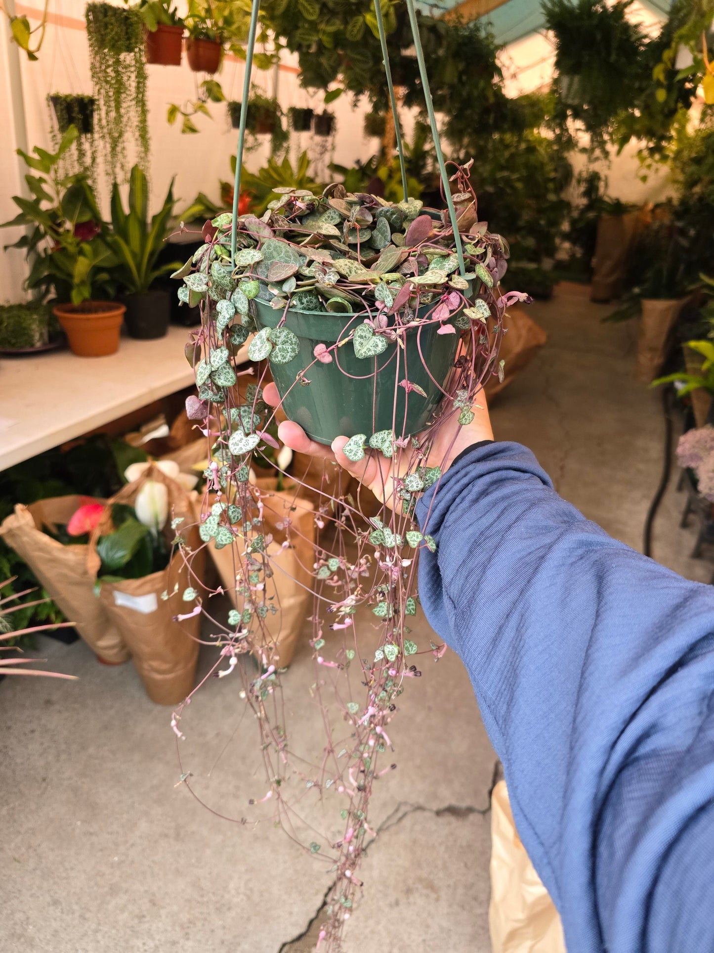 6 inch Pot - String of hearts Succulent, beautiful hanging plant indoor and outdoor - Get similar to picture - 🪴 Voelk Art & Plants Inc 🪴