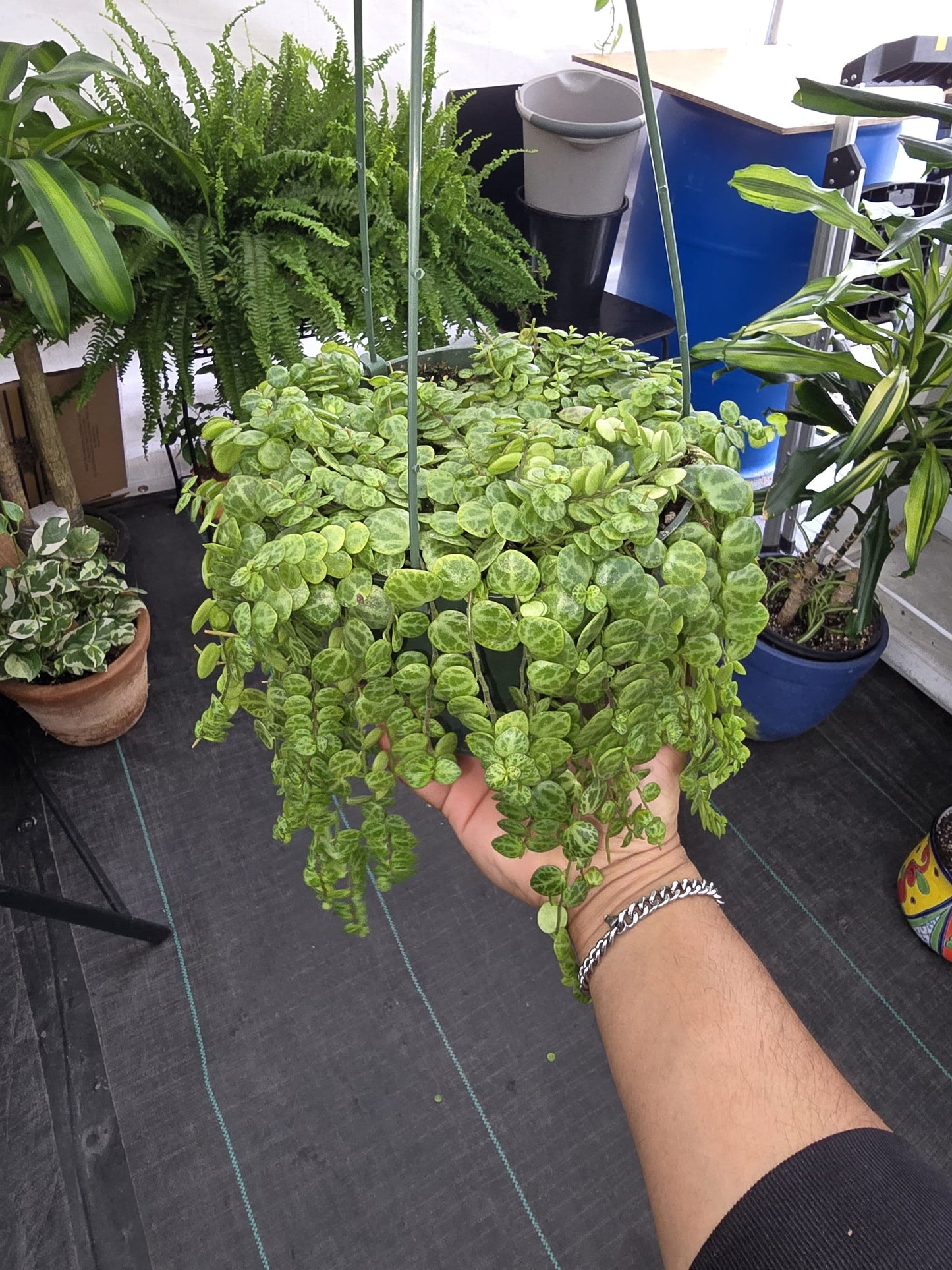 6 inch Pot - String of turtles Succulent, beautiful hanging plant indoor and outdoor - Get similar to picture - 🪴 Voelk Art & Plants Inc 🪴