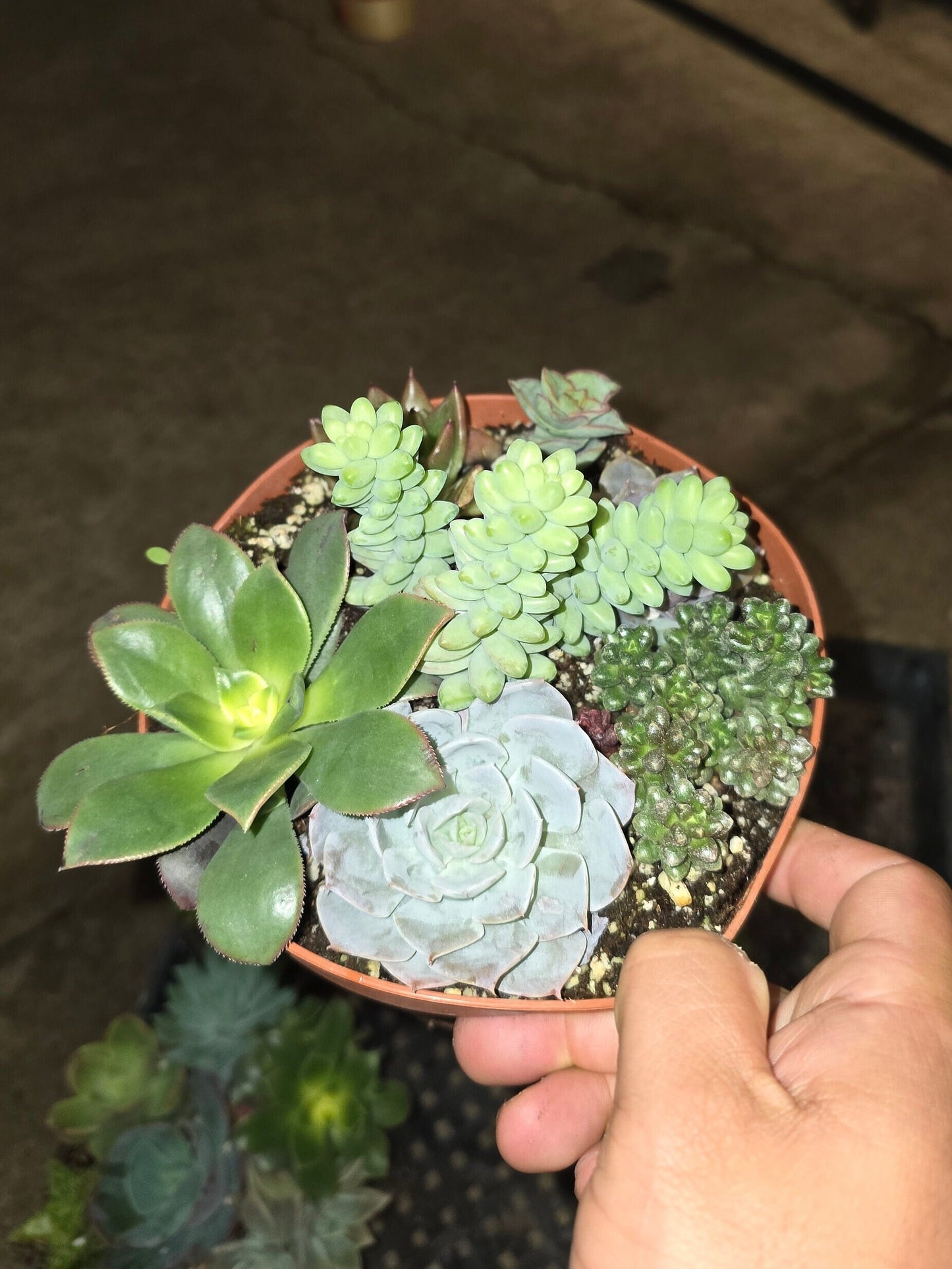 6 inch Pot - Succulents combo, get one similar as picture - 🪴 Voelk Art & Plants Inc 🪴