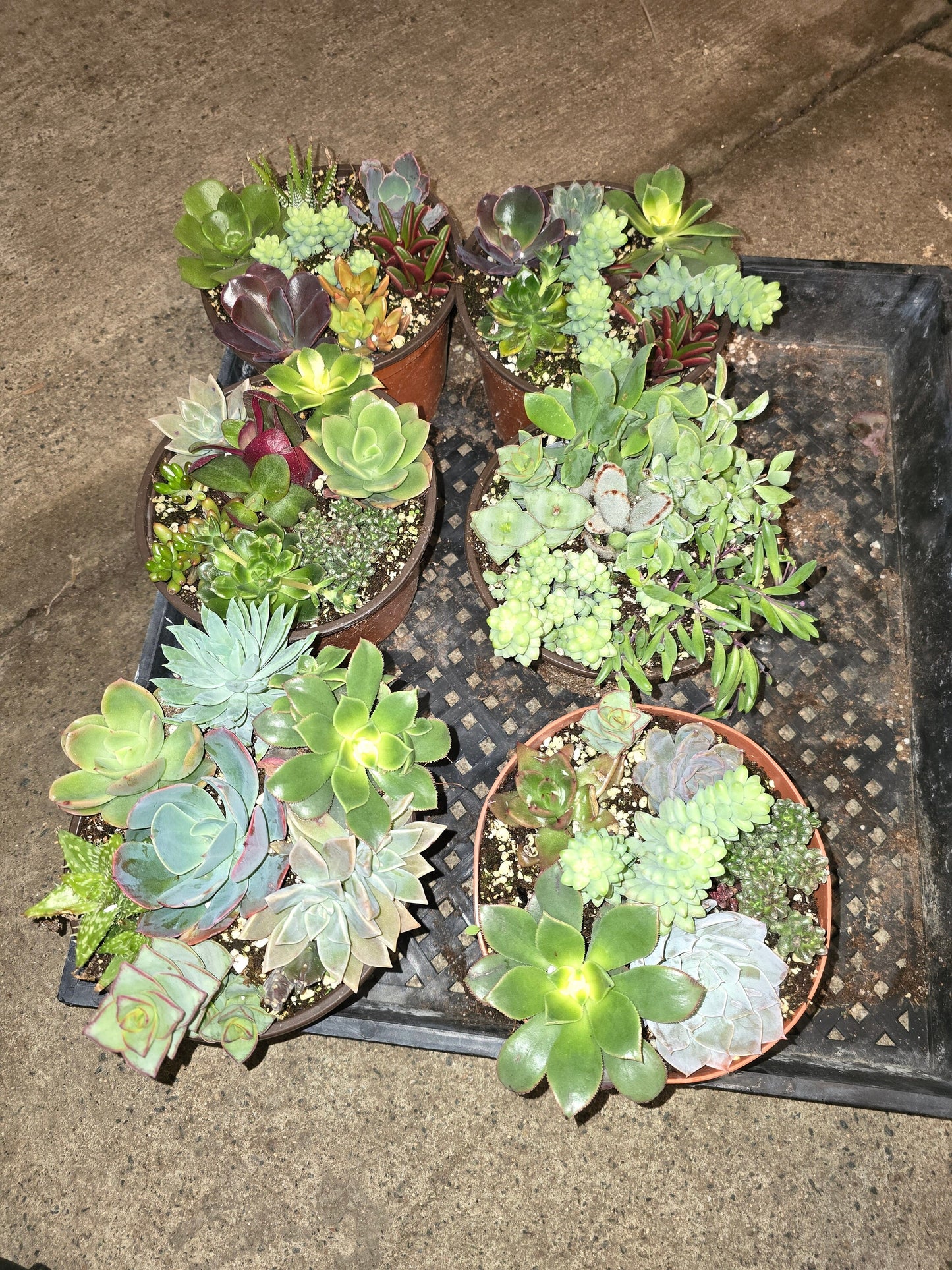 6 inch Pot - Succulents combo, get one similar as picture - 🪴 Voelk Art & Plants Inc 🪴