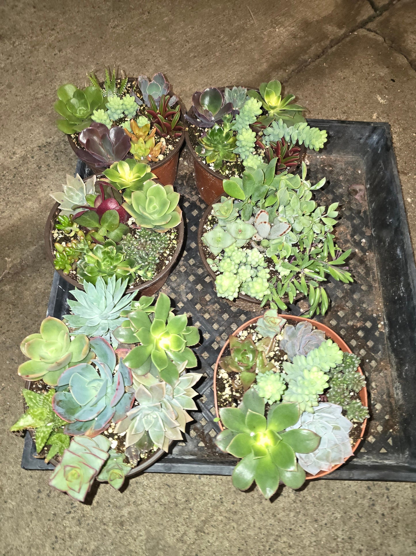 6 inch Pot - Succulents combo, get one similar as picture - 🪴 Voelk Art & Plants Inc 🪴
