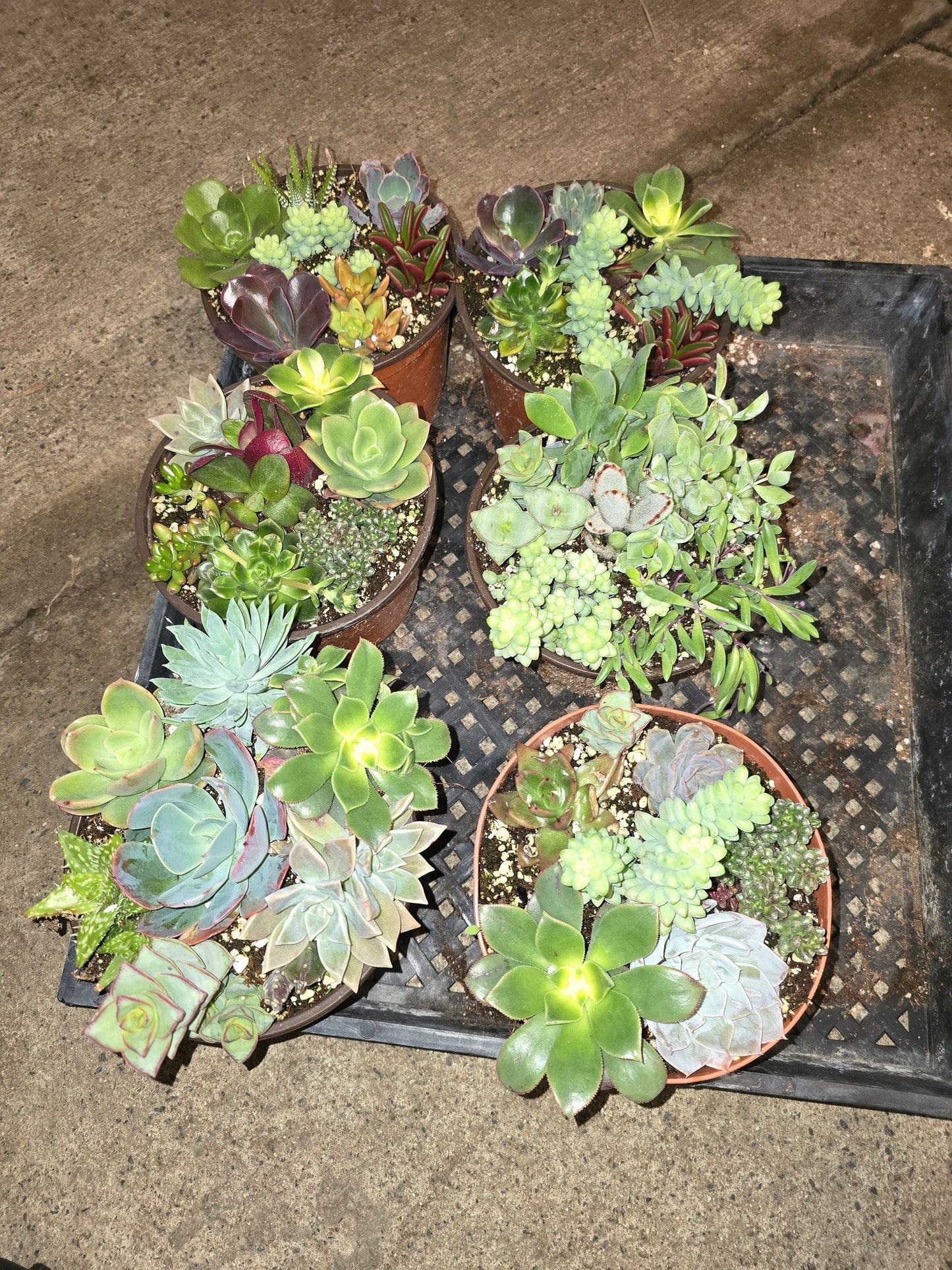 6 inch Pot - Succulents combo, get one similar as picture - 🪴 Voelk Art & Plants Inc 🪴