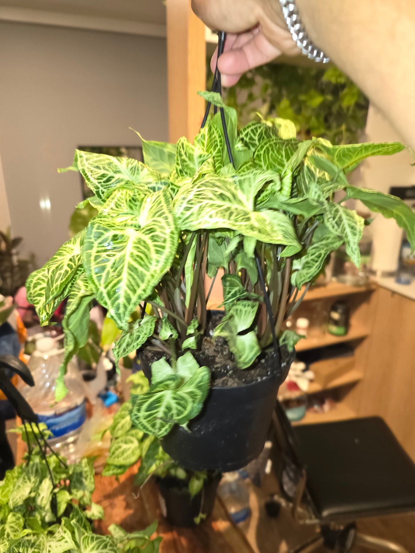 6 inch Pot - Syngonium Batik Variegata, Syngonium glo go Live Rare Houseplants Very Elegant indoor Plant - Get similar to the picture - 🪴 Voelk Art & Plants Inc 🪴