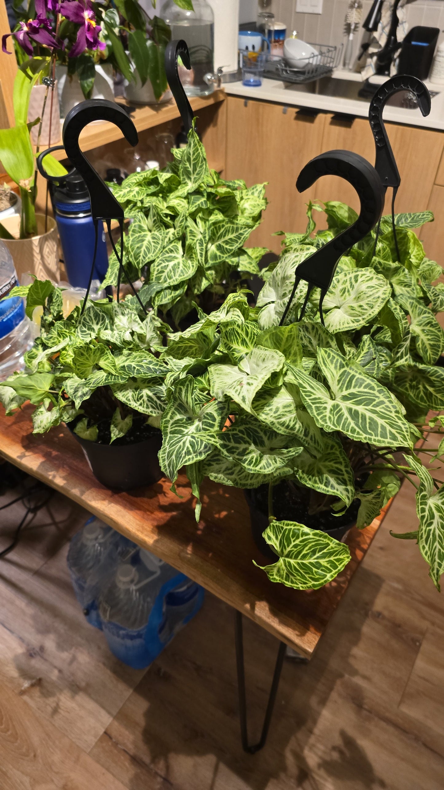 6 inch Pot - Syngonium Batik Variegata, Syngonium glo go Live Rare Houseplants Very Elegant indoor Plant - Get similar to the picture - 🪴 Voelk Art & Plants Inc 🪴