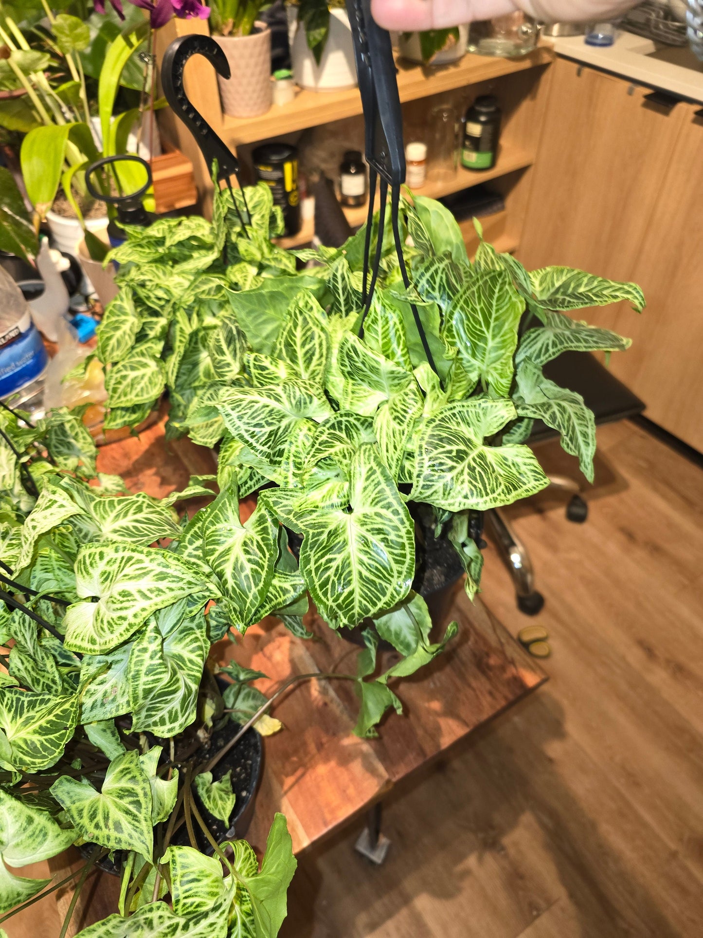 6 inch Pot - Syngonium Batik Variegata, Syngonium glo go Live Rare Houseplants Very Elegant indoor Plant - Get similar to the picture - 🪴 Voelk Art & Plants Inc 🪴