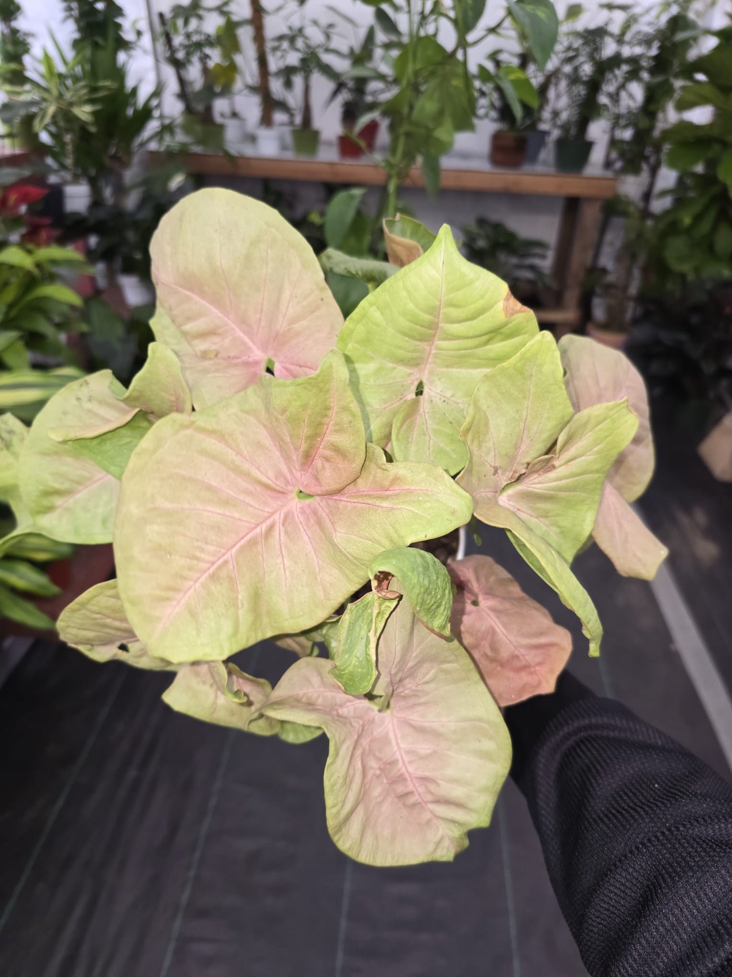 6 inch Pot -Syngonium Pink Candy House Plant- Get Similar - 🪴 Voelk Art & Plants Inc 🪴