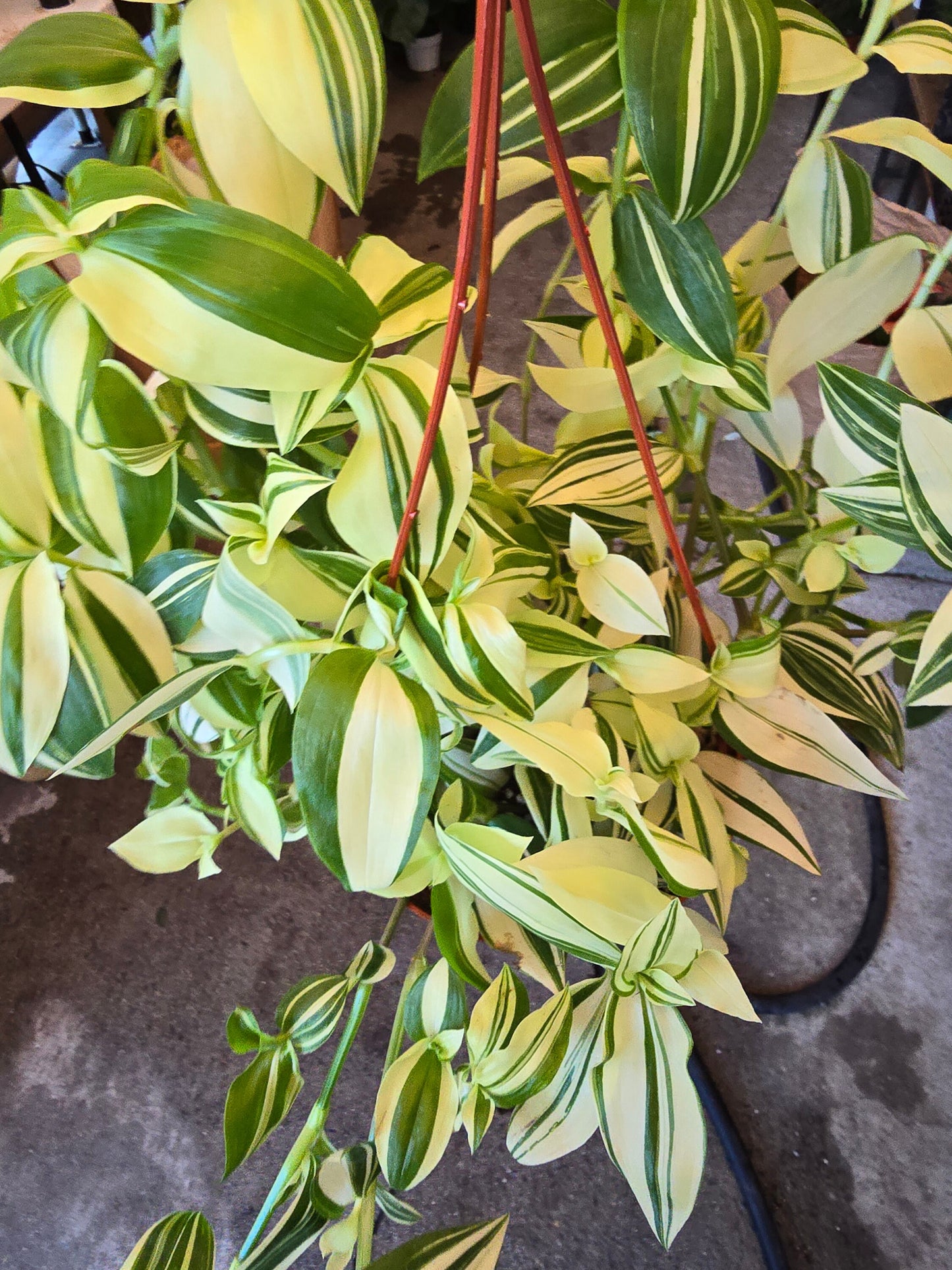 6 inch Pot - Tradescantia Pistachio White indoor and outdoor very full elegant plant - Get similar to the picture - 🪴 Voelk Art & Plants Inc 🪴