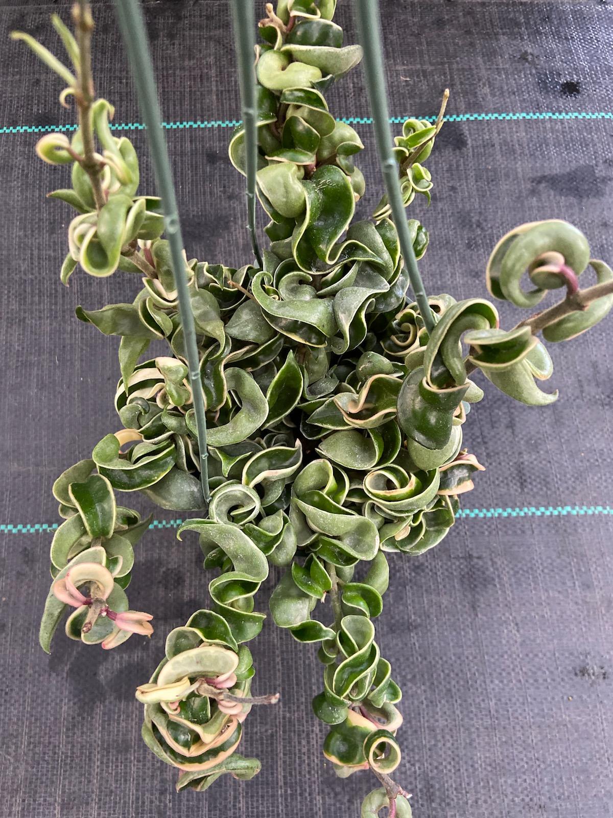 6 inch pot - Variegated Hoya Compacta aka Hoya Hindu Rope in Hanging Pot Live Hoya Plant Air-Purifying Plant Hoya Compacta - Get similar as picture - 🪴 Voelk Art & Plants Inc 🪴