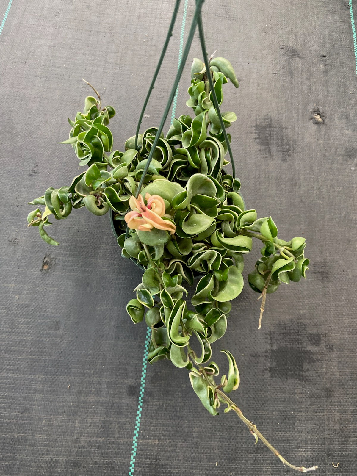 6 inch pot - Variegated Hoya Compacta aka Hoya Hindu Rope in Hanging Pot Live Hoya Plant Air-Purifying Plant Hoya Compacta - Get similar as picture - 🪴 Voelk Art & Plants Inc 🪴
