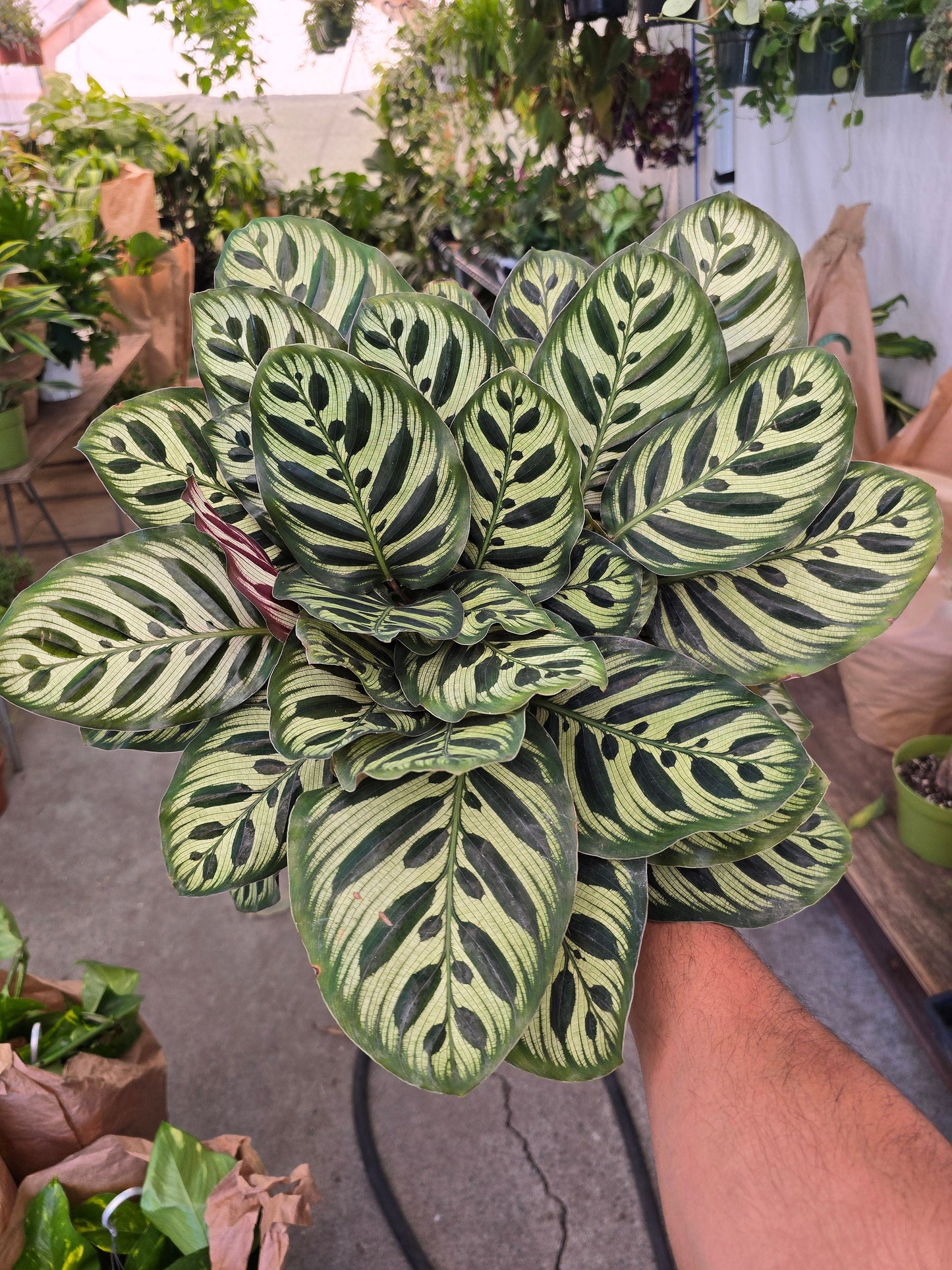 6 inch Pot- Very Full Calathea Makoyana 'Peacock Prayer Plant' - Indoor Plant- Get similar to the picture! - 🪴 Voelk Art & Plants Inc 🪴