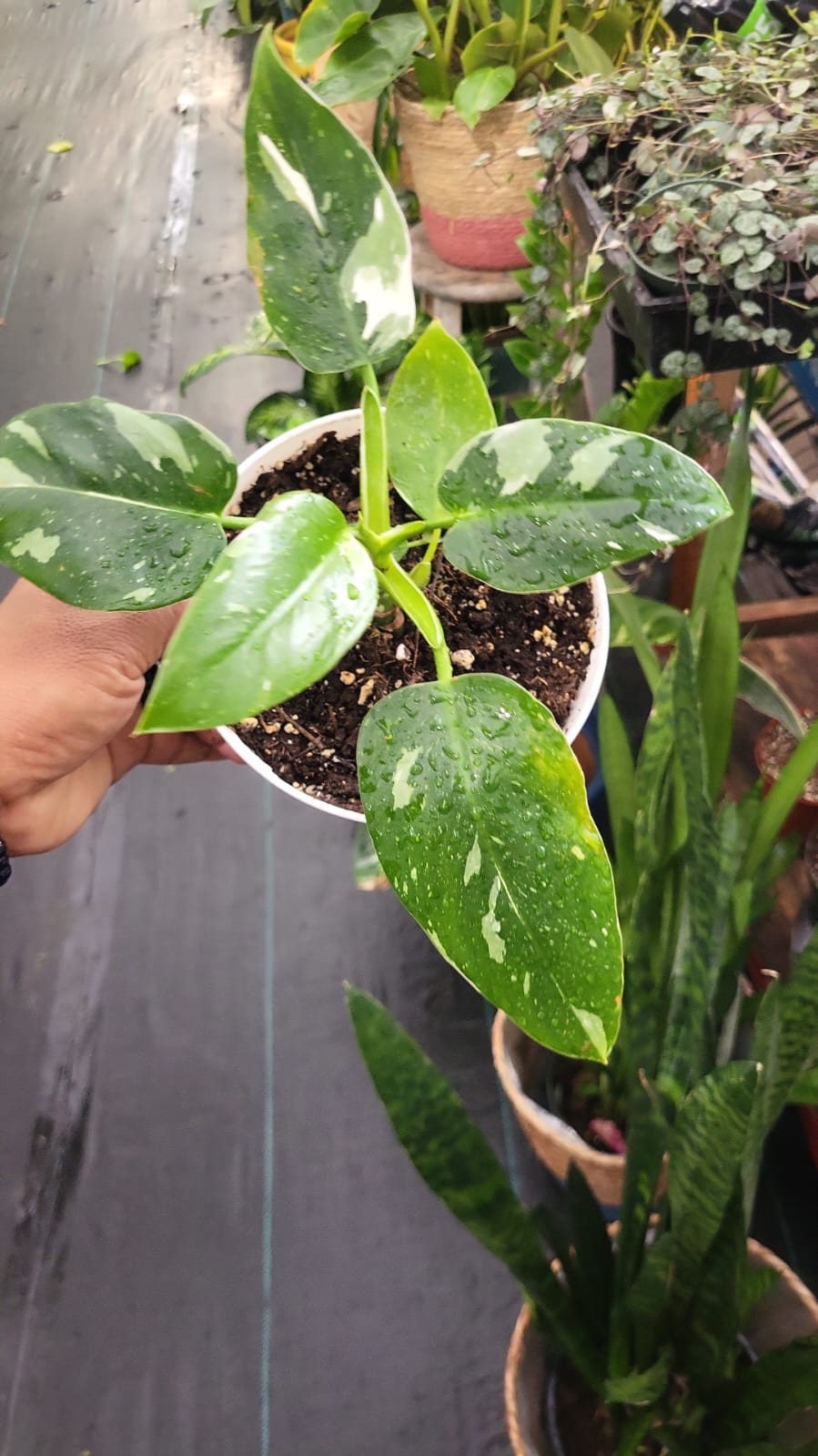 6 inch pot - White Wizzard Philodendron plant - Get similar to the picture - 🪴 Voelk Art & Plants Inc 🪴