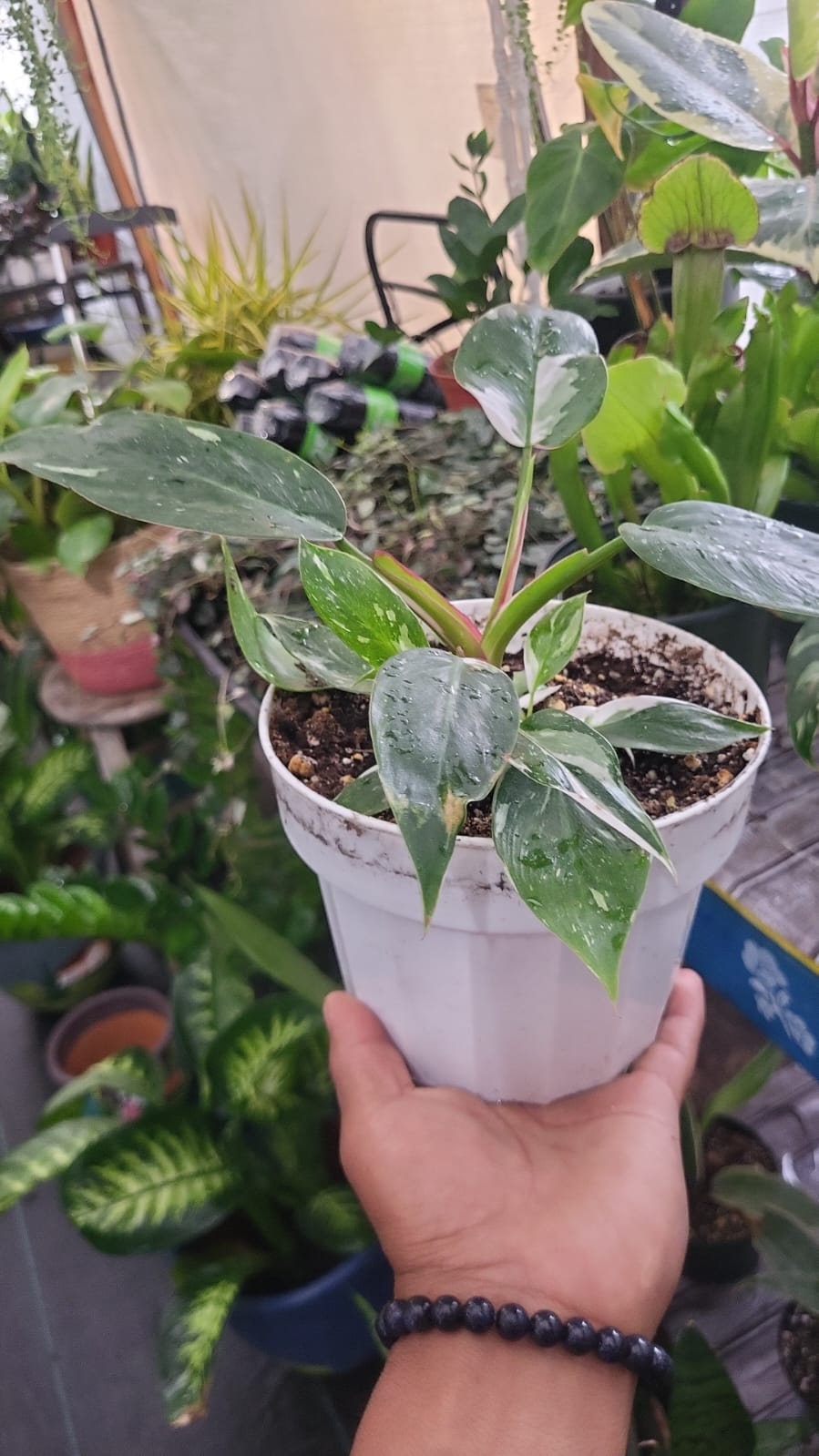 6 inch pot - White Wizzard Philodendron plant - Get similar to the picture - 🪴 Voelk Art & Plants Inc 🪴