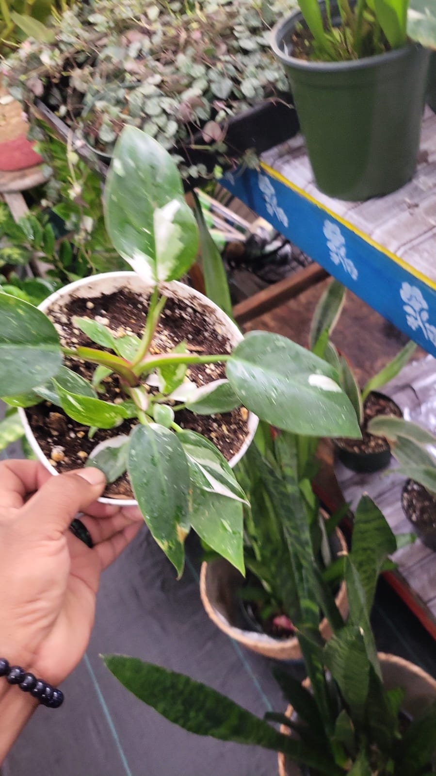 6 inch pot - White Wizzard Philodendron plant - Get similar to the picture - 🪴 Voelk Art & Plants Inc 🪴