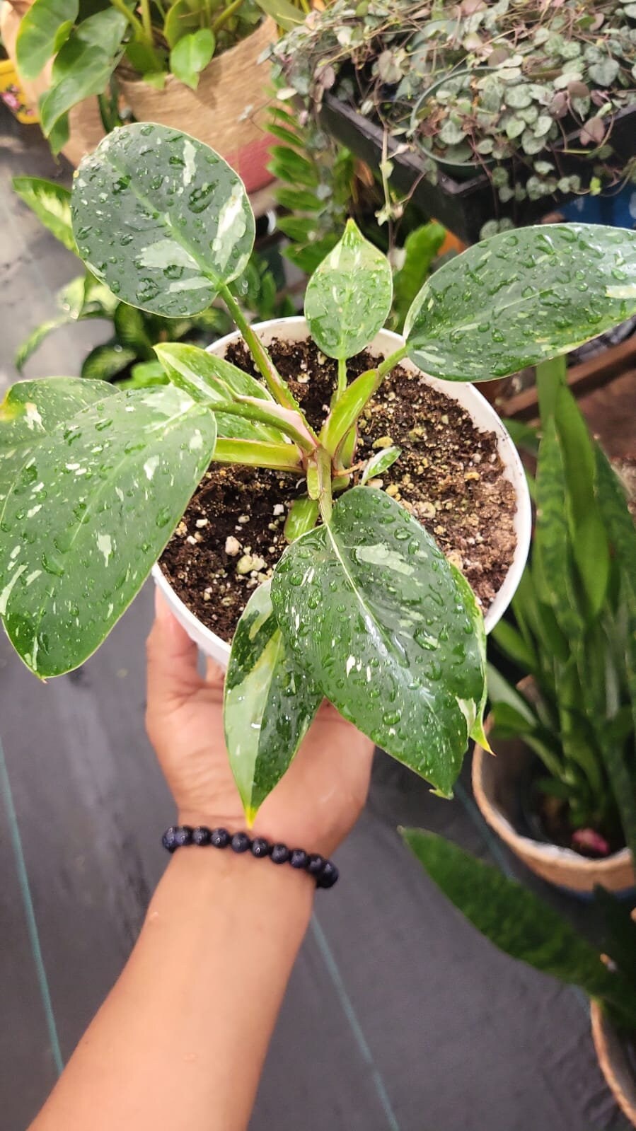 6 inch pot - White Wizzard Philodendron plant - Get similar to the picture - 🪴 Voelk Art & Plants Inc 🪴