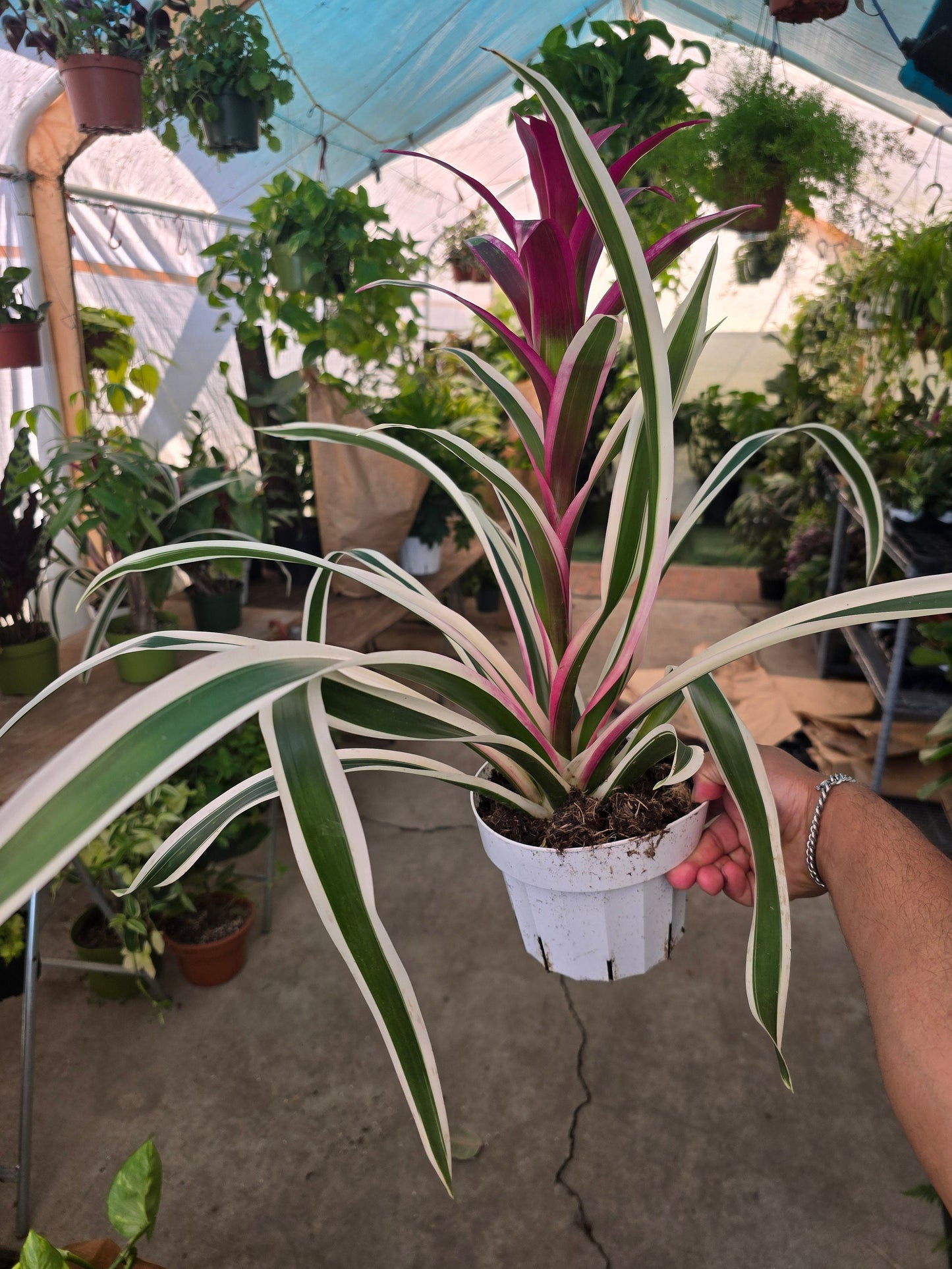 6 inch Pot- XL- 2 ft -Variegated Bromeliad Guzmania - aka Purple Stripes -Variegated Foliage - Beautiful indoor plant - Get similar to the picfue - 🪴 Voelk Art & Plants Inc 🪴