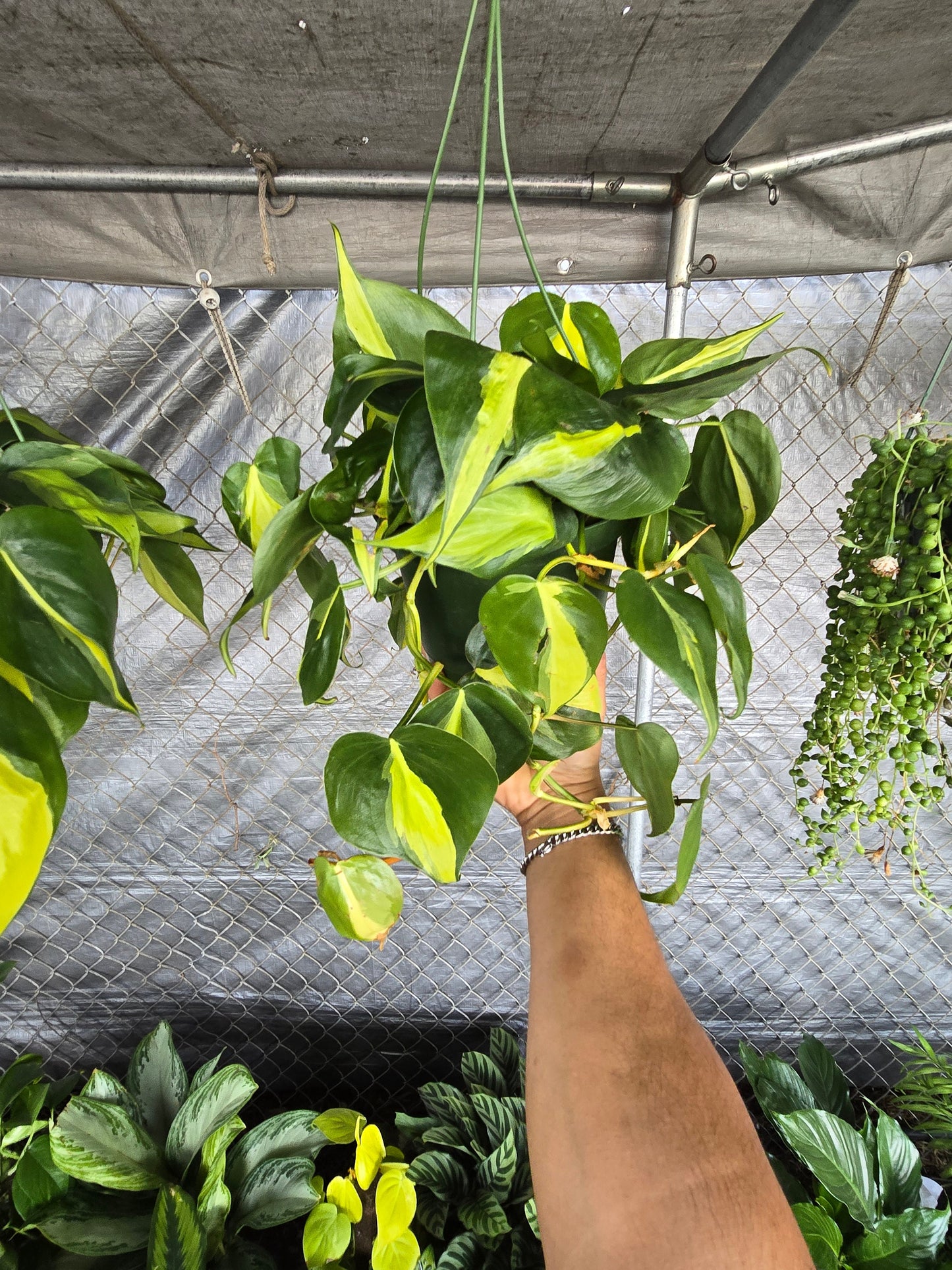 6 inch Pot - XL 5" strings or more Brazil Philodendron - Easy to Grow - Low Light - Get similar to picture! - 🪴 Voelk Art & Plants Inc 🪴