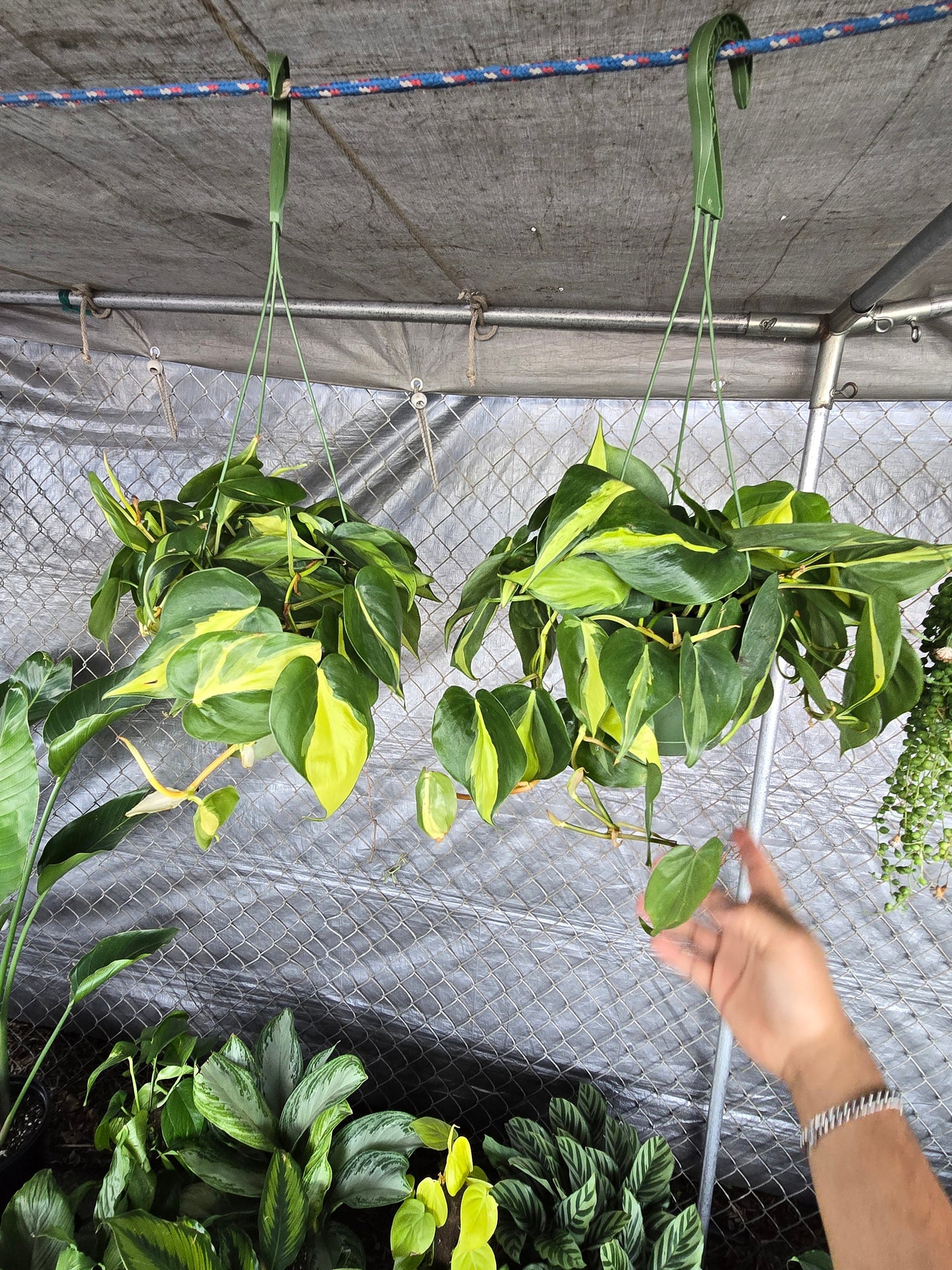 6 inch Pot - XL 5" strings or more Brazil Philodendron - Easy to Grow - Low Light - Get similar to picture! - 🪴 Voelk Art & Plants Inc 🪴