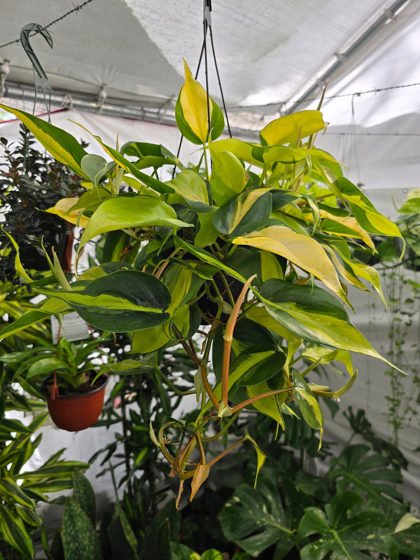 6 inch Pot - XL 5" strings or more Brazil Philodendron - Easy to Grow - Low Light - Get similar to picture! - 🪴 Voelk Art & Plants Inc 🪴