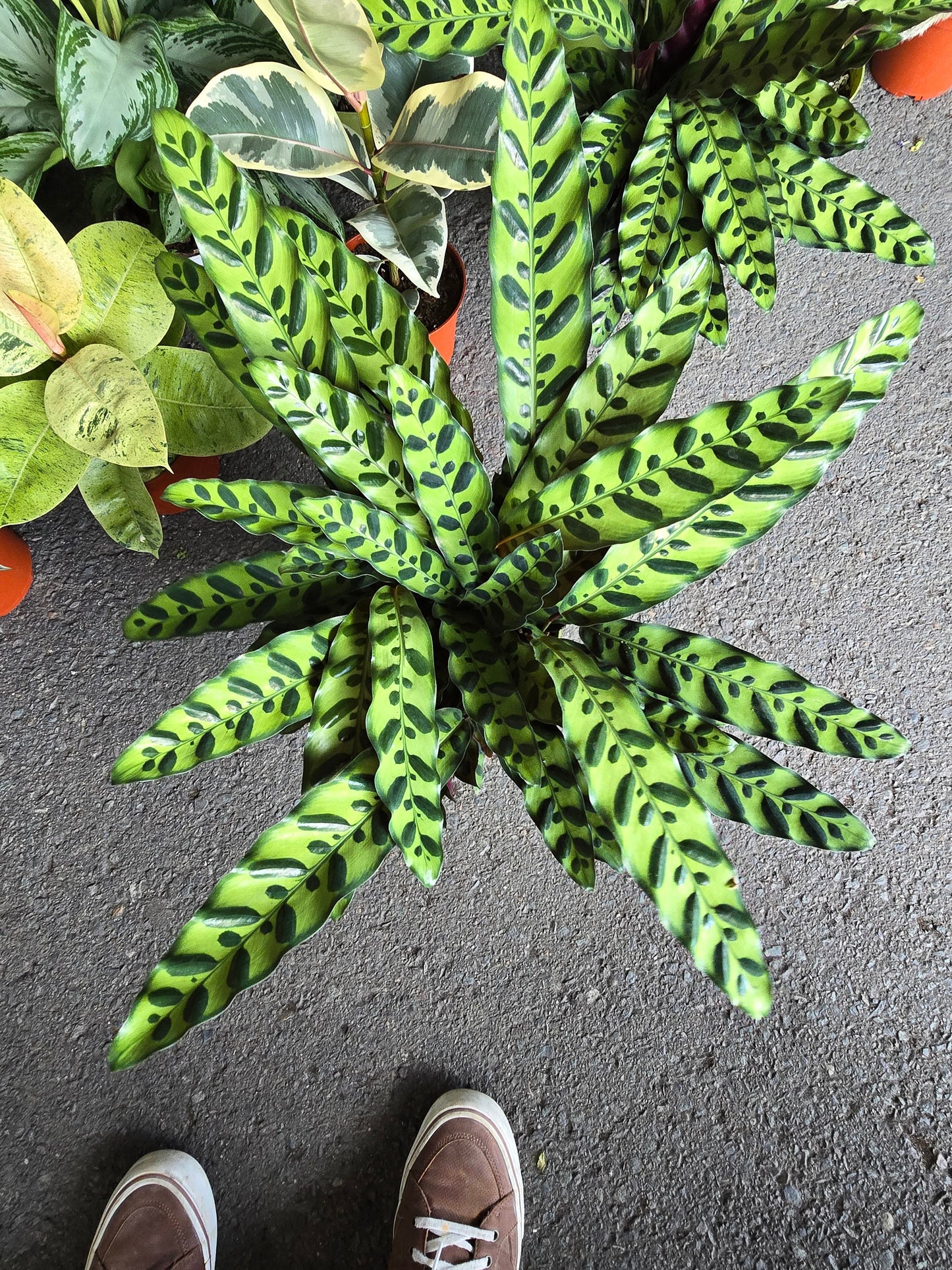 6 inch Pot - XL Big Live plant Sword Live Calathea Lancifolia,Rattlesnake, Prayer Plant, Rattle snake - Get similar as picture! - 🪴 Voelk Art & Plants Inc 🪴