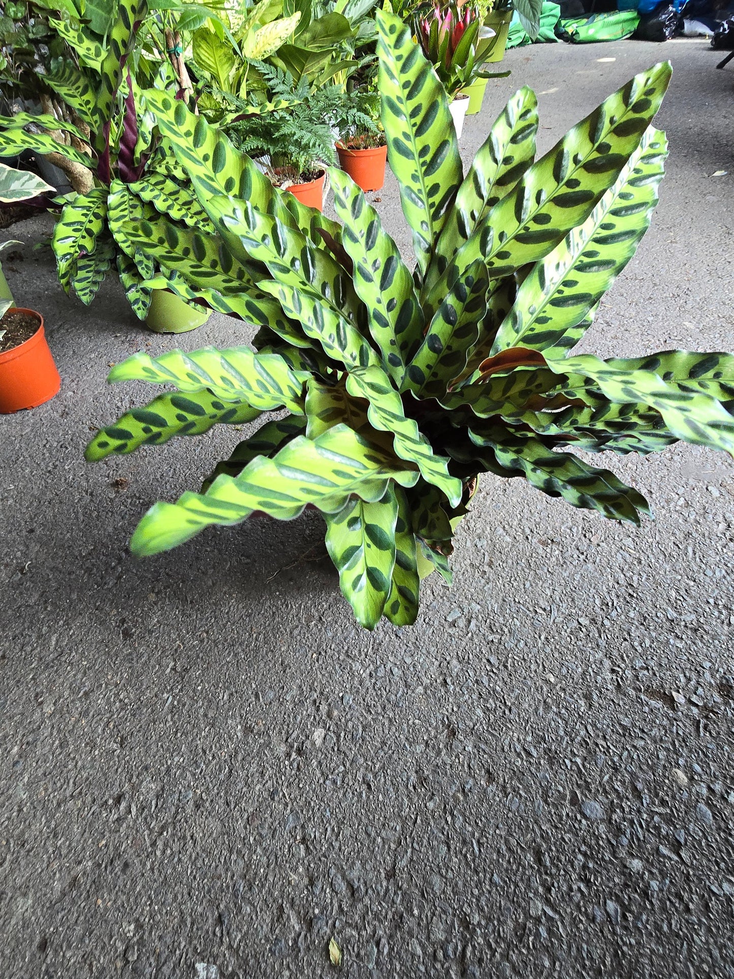 6 inch Pot - XL Big Live plant Sword Live Calathea Lancifolia,Rattlesnake, Prayer Plant, Rattle snake - Get similar as picture! - 🪴 Voelk Art & Plants Inc 🪴