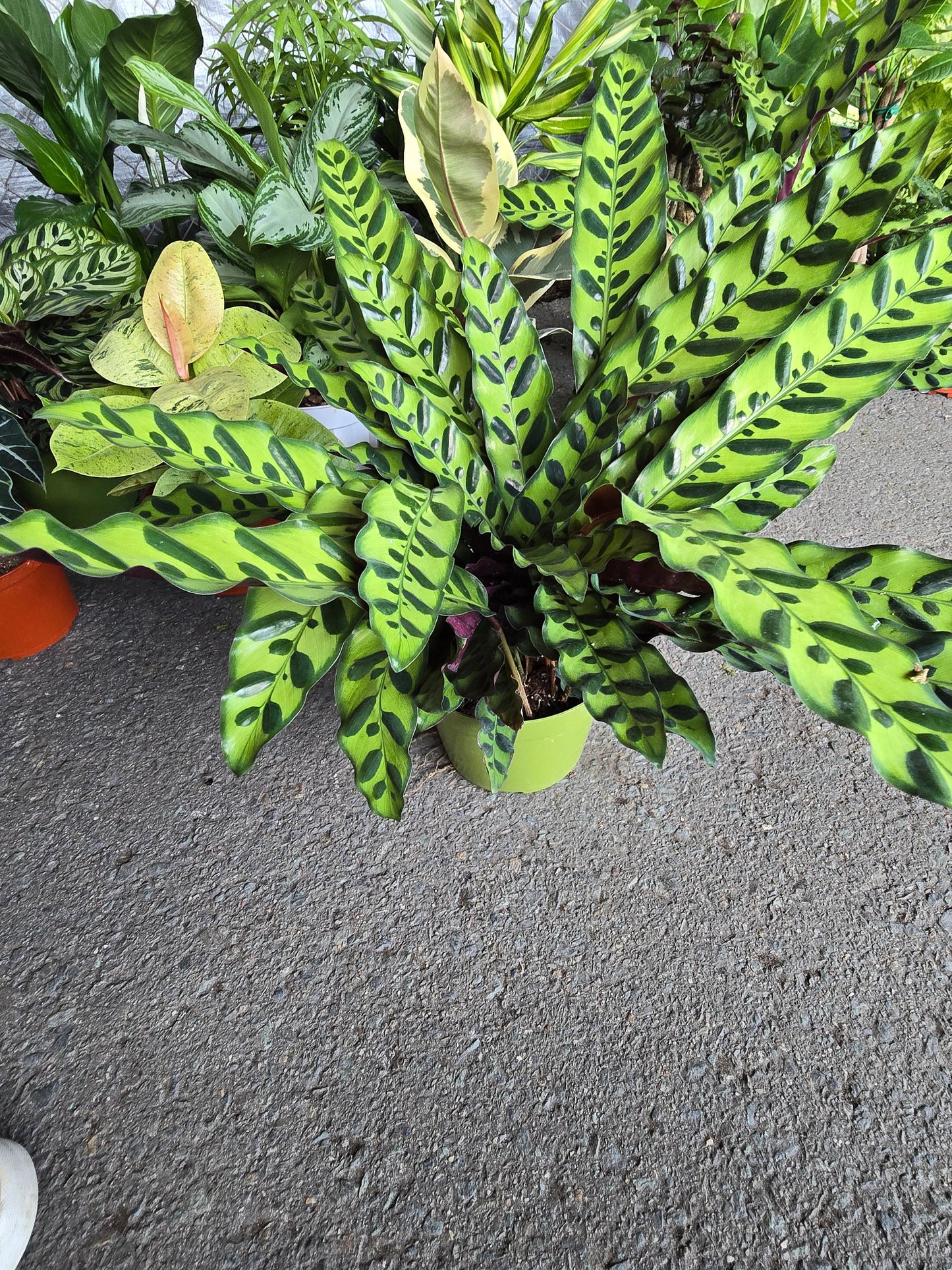 6 inch Pot - XL Big Live plant Sword Live Calathea Lancifolia,Rattlesnake, Prayer Plant, Rattle snake - Get similar as picture! - 🪴 Voelk Art & Plants Inc 🪴