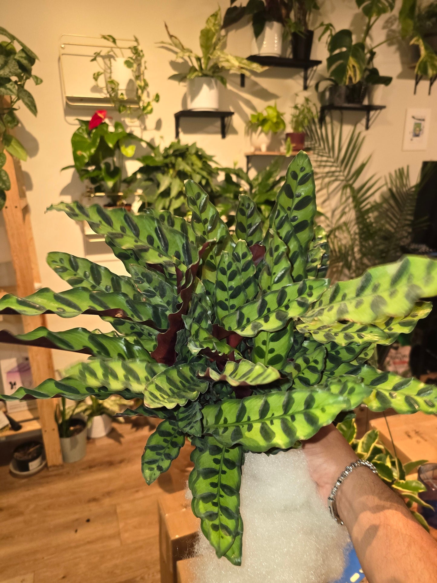 6 inch Pot - XL Big Live plant Sword Live Calathea Lancifolia,Rattlesnake, Prayer Plant, Rattle snake - Get similar as picture! - 🪴 Voelk Art & Plants Inc 🪴