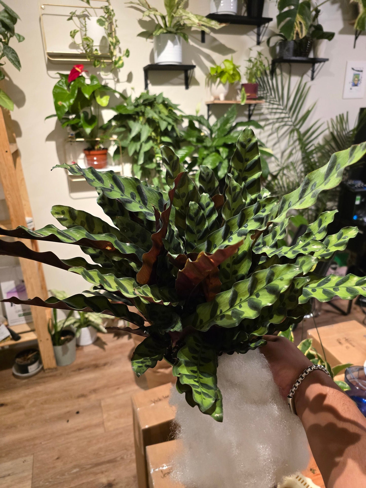 6 inch Pot - XL Big Live plant Sword Live Calathea Lancifolia,Rattlesnake, Prayer Plant, Rattle snake - Get similar as picture! - 🪴 Voelk Art & Plants Inc 🪴