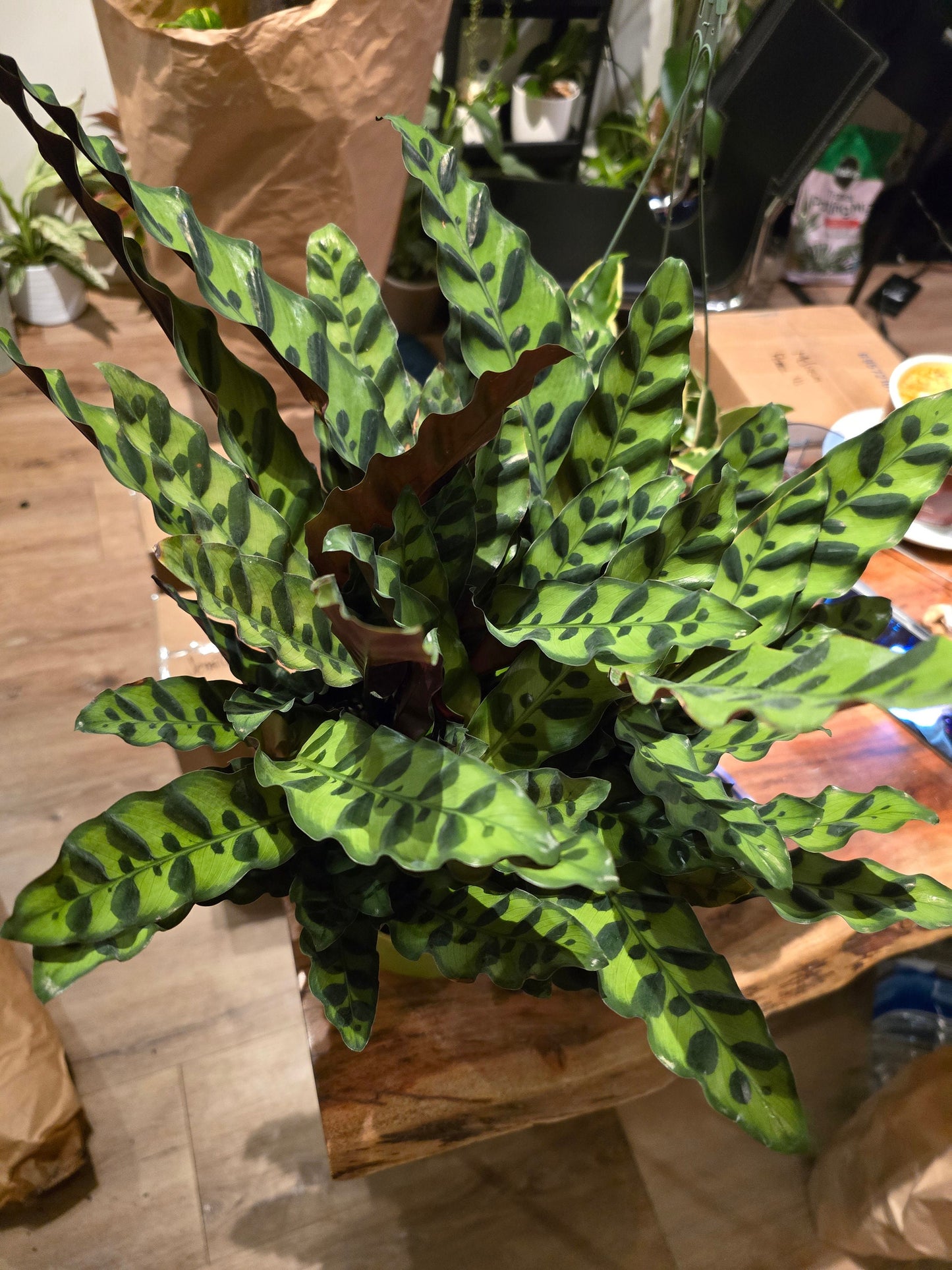 6 inch Pot - XL Big Live plant Sword Live Calathea Lancifolia,Rattlesnake, Prayer Plant, Rattle snake - Get similar as picture! - 🪴 Voelk Art & Plants Inc 🪴