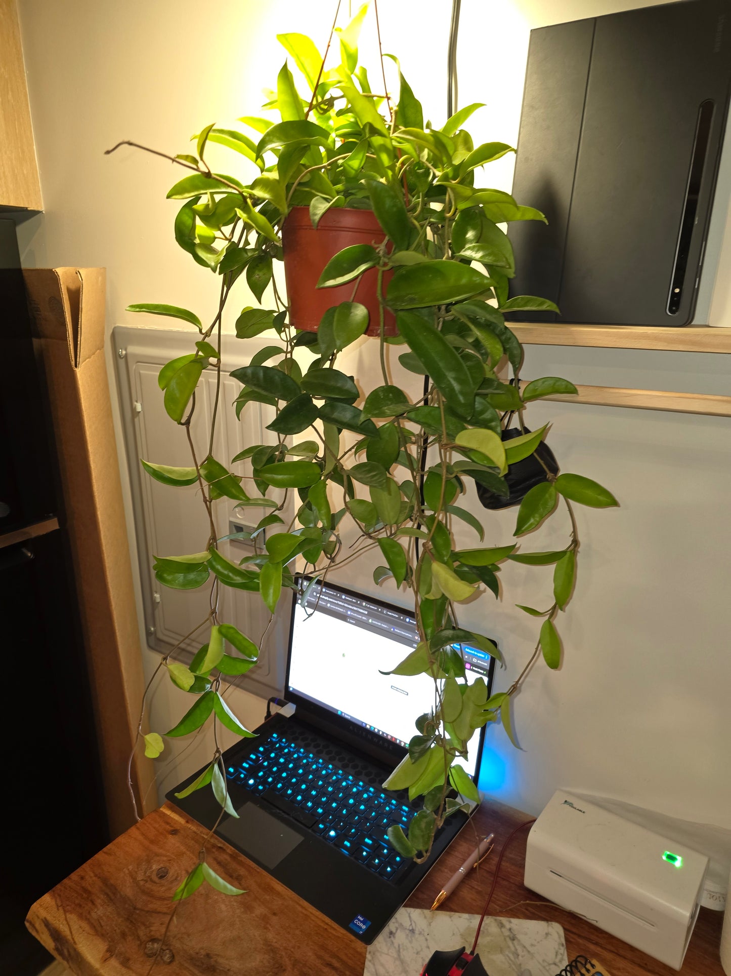 6 inch Pot - XL big size Hanging, Hoya Carnosa Jade Easy Care low maintenance- Get similar - 🪴 Voelk Art & Plants Inc 🪴