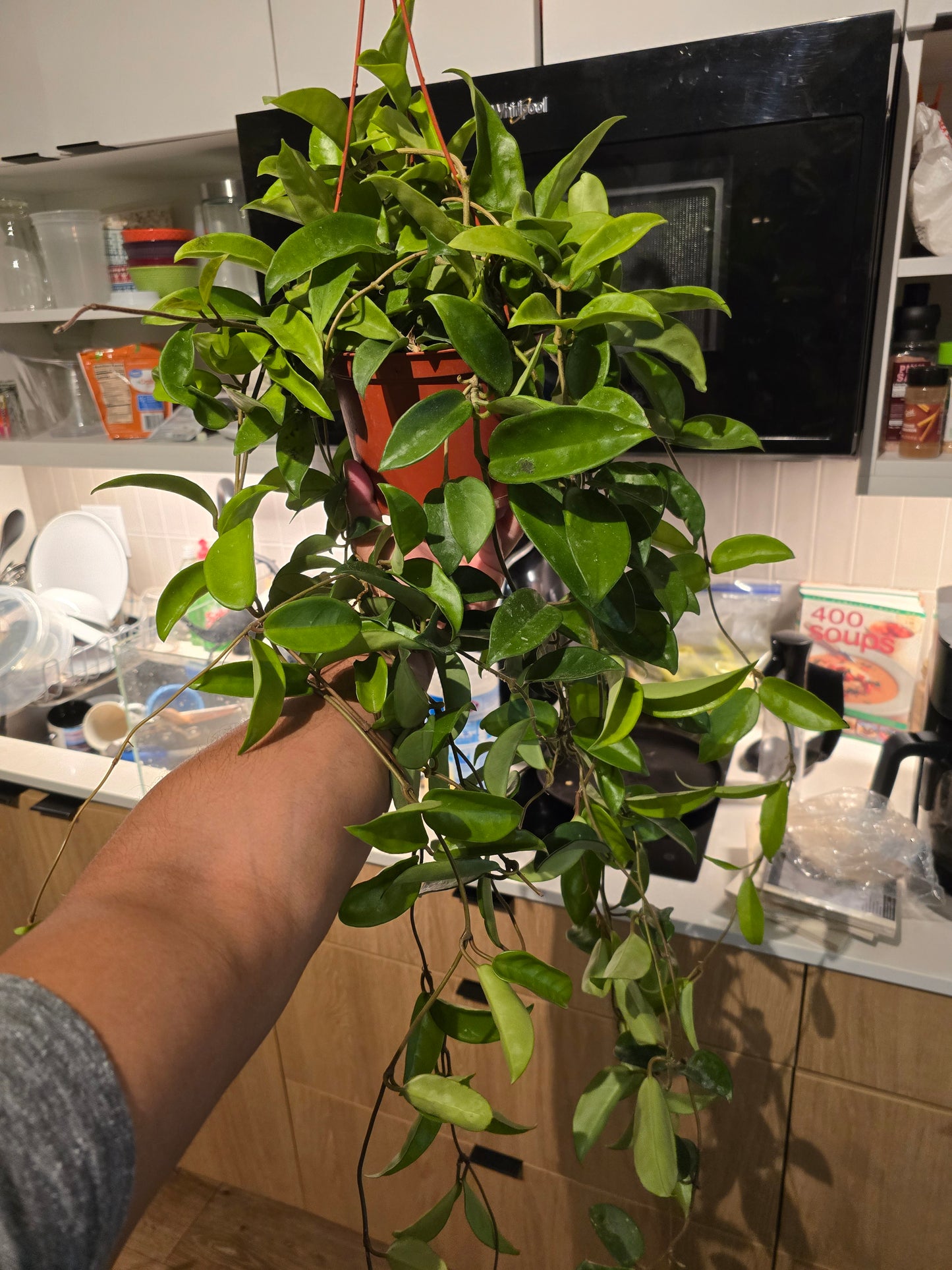 6 inch Pot - XL big size Hanging, Hoya Carnosa Jade Easy Care low maintenance- Get similar - 🪴 Voelk Art & Plants Inc 🪴