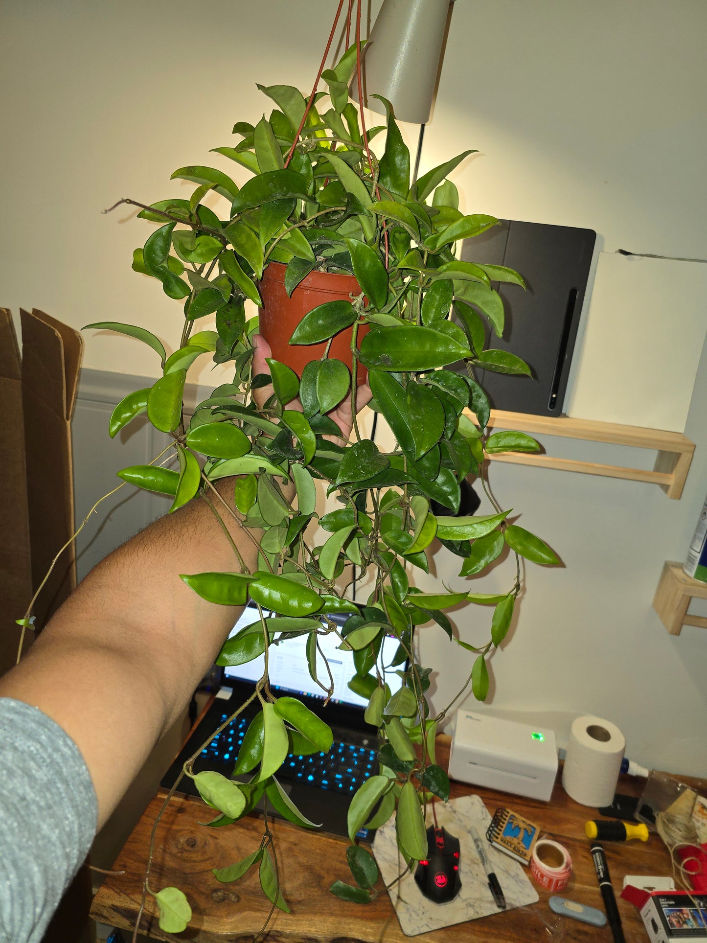 6 inch Pot - XL big size Hanging, Hoya Carnosa Jade Easy Care low maintenance- Get similar - 🪴 Voelk Art & Plants Inc 🪴